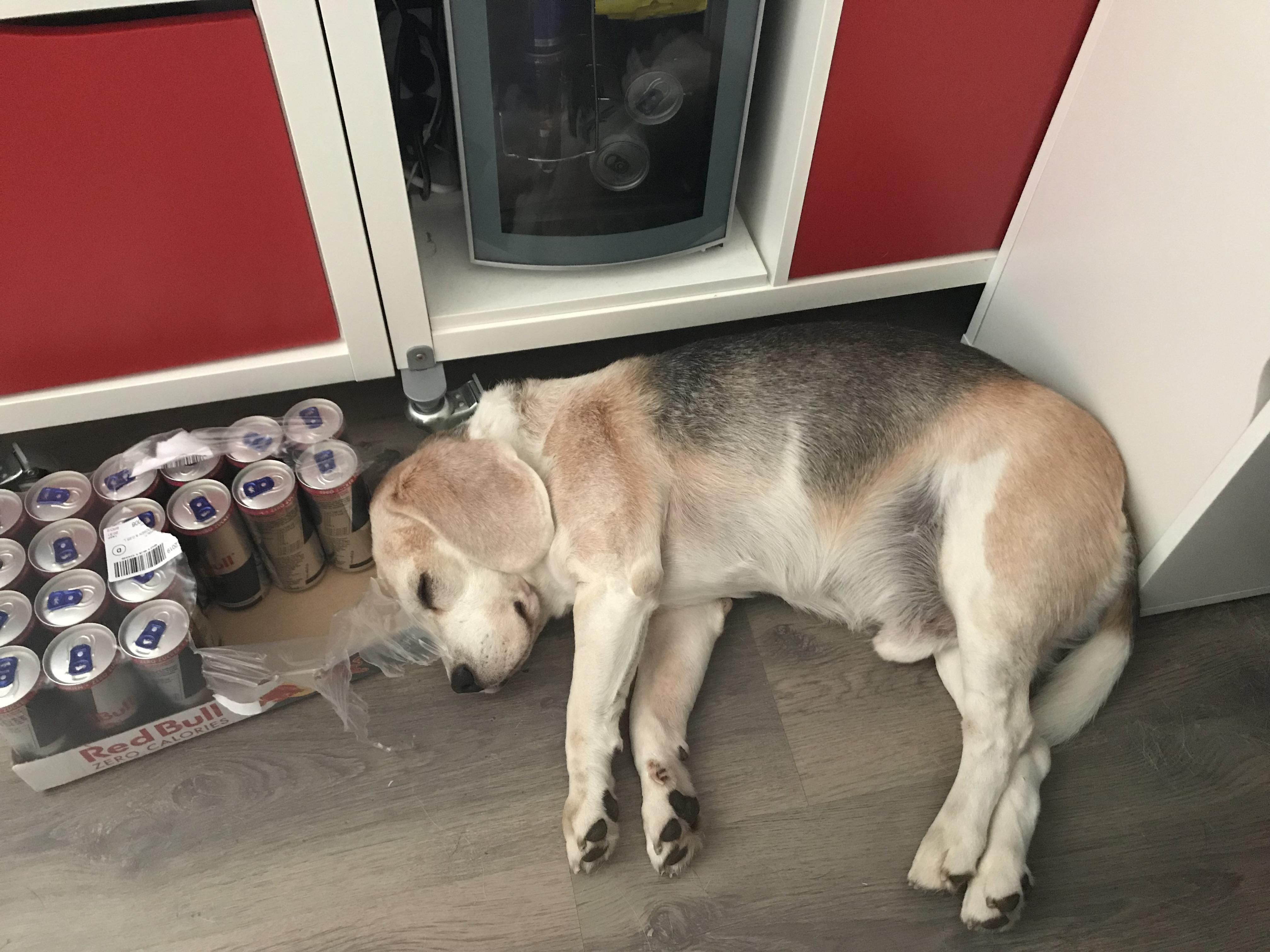 A whole house full of couches, dog beds and human beds and this is