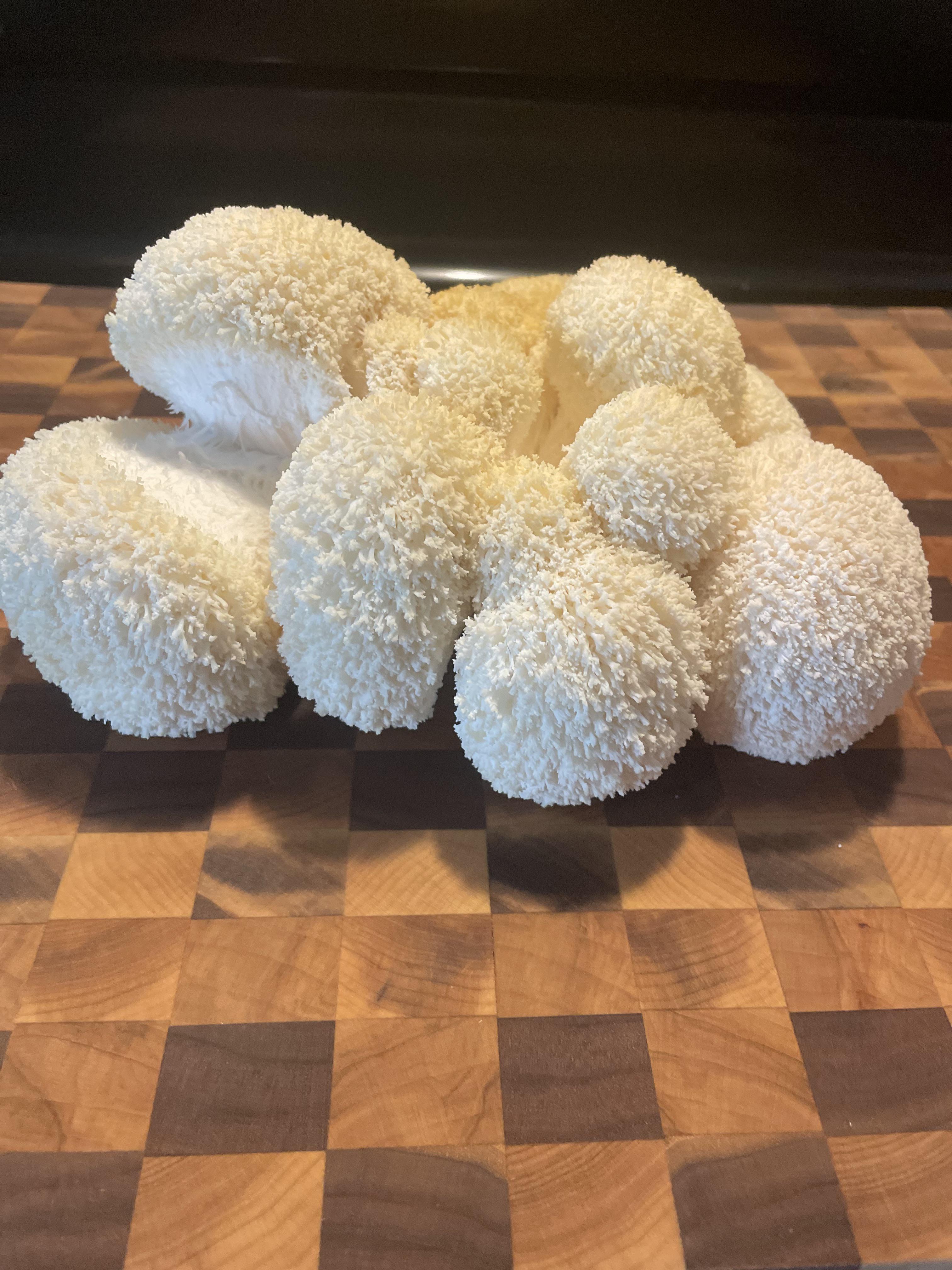 First time growing Lions Mane. From a Nearby Naturals grow kit. Super
