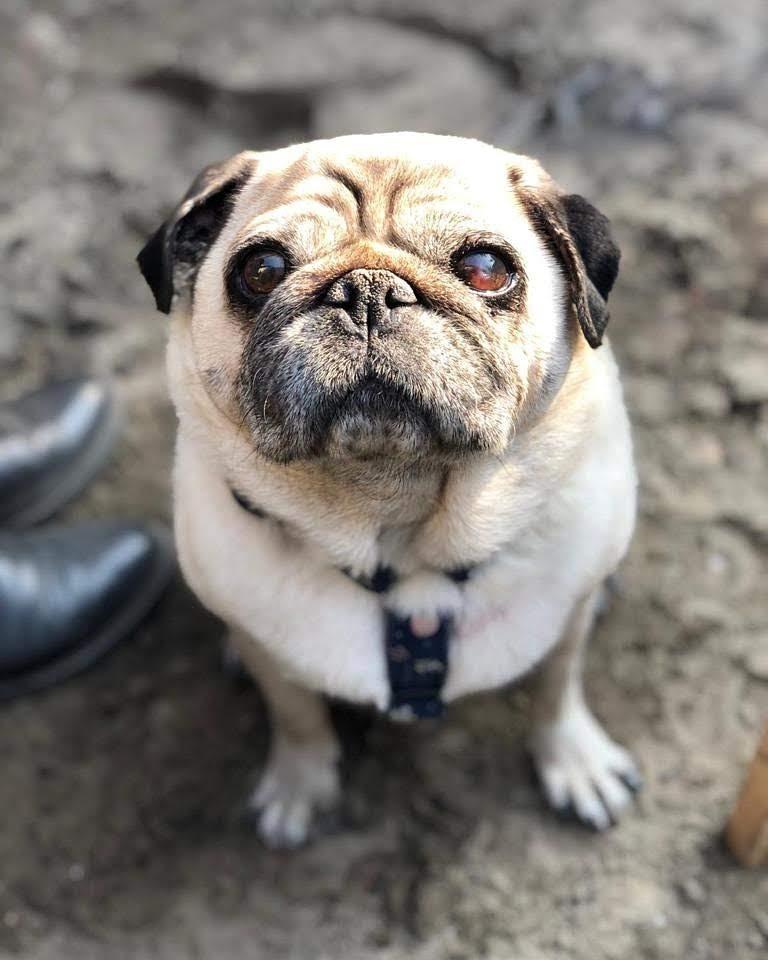 Hi r/pugs, meet my beautiful, 8year old, allround good boi Tony r/pugs