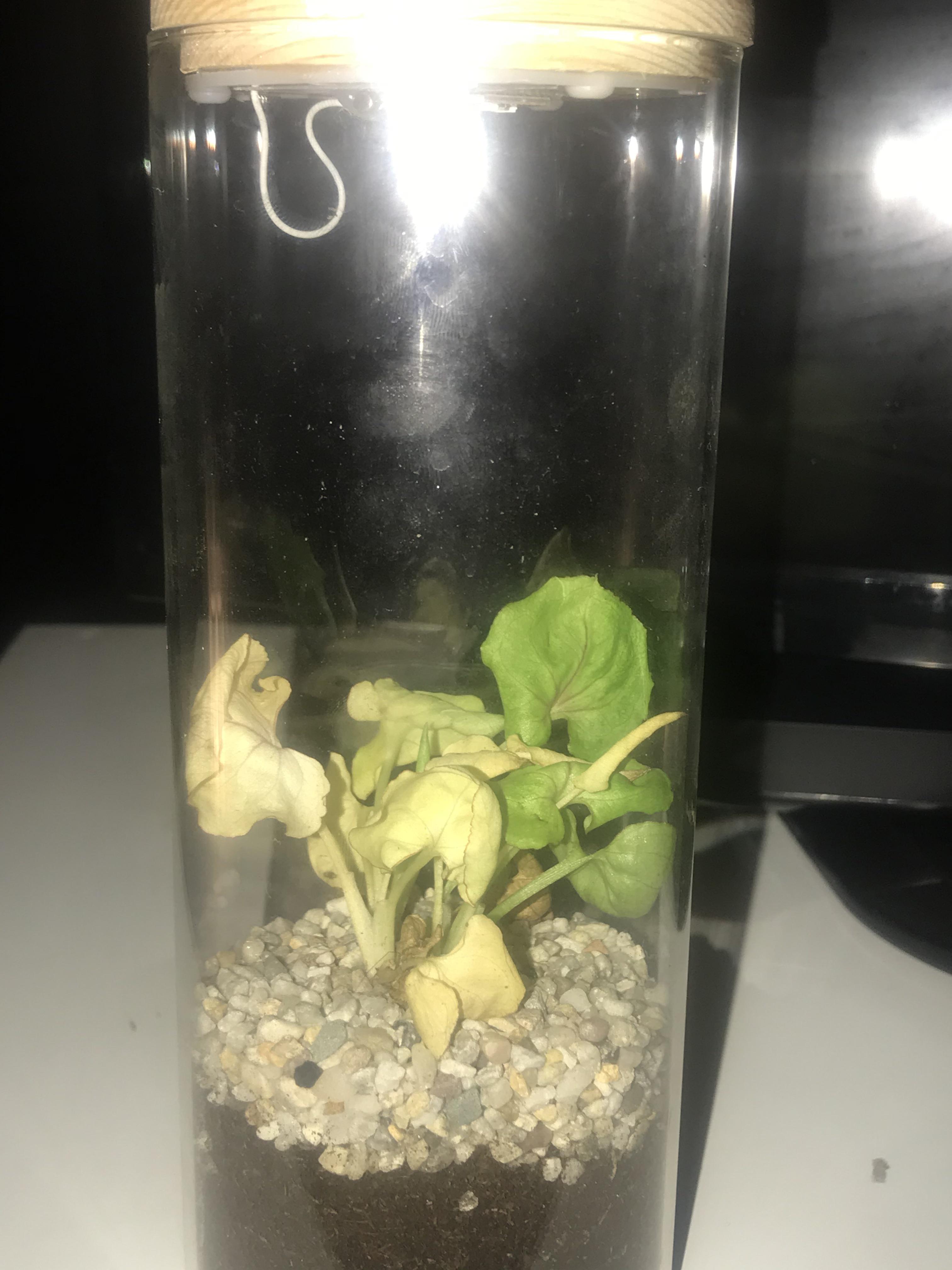 my terrariums going yellowy and looking a bit tired, how can i help it