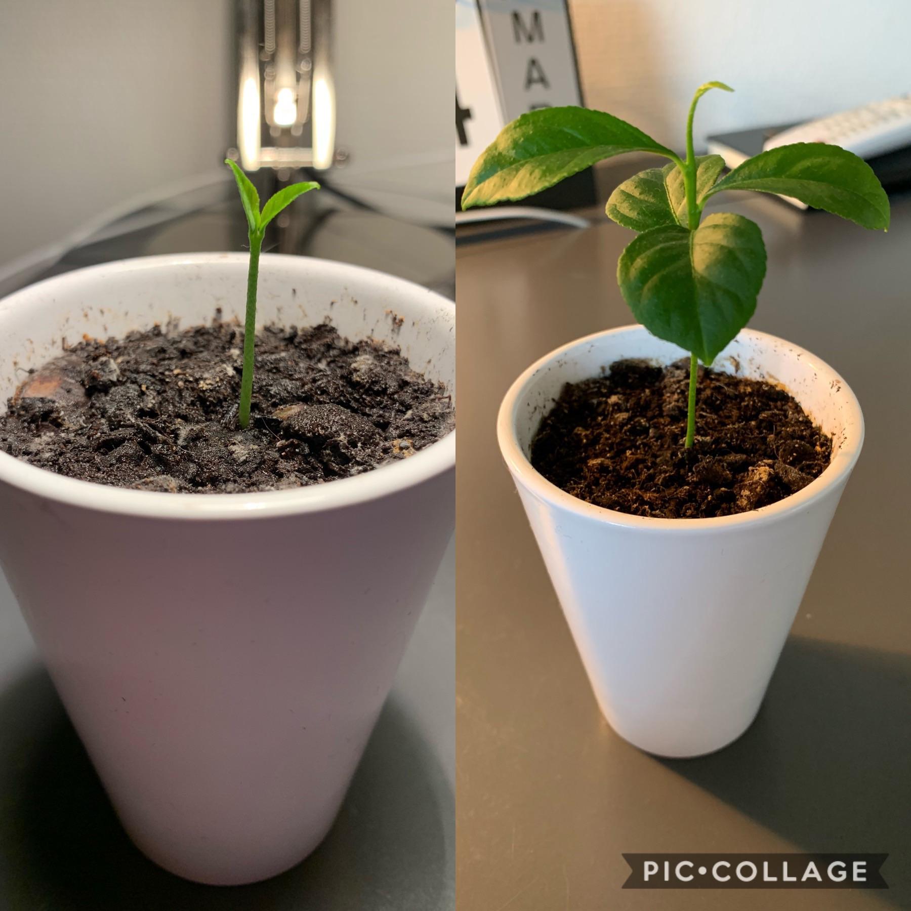 How Long Lemon Tree Bear Fruit How Long For Lemon Tree To Bear Fruit