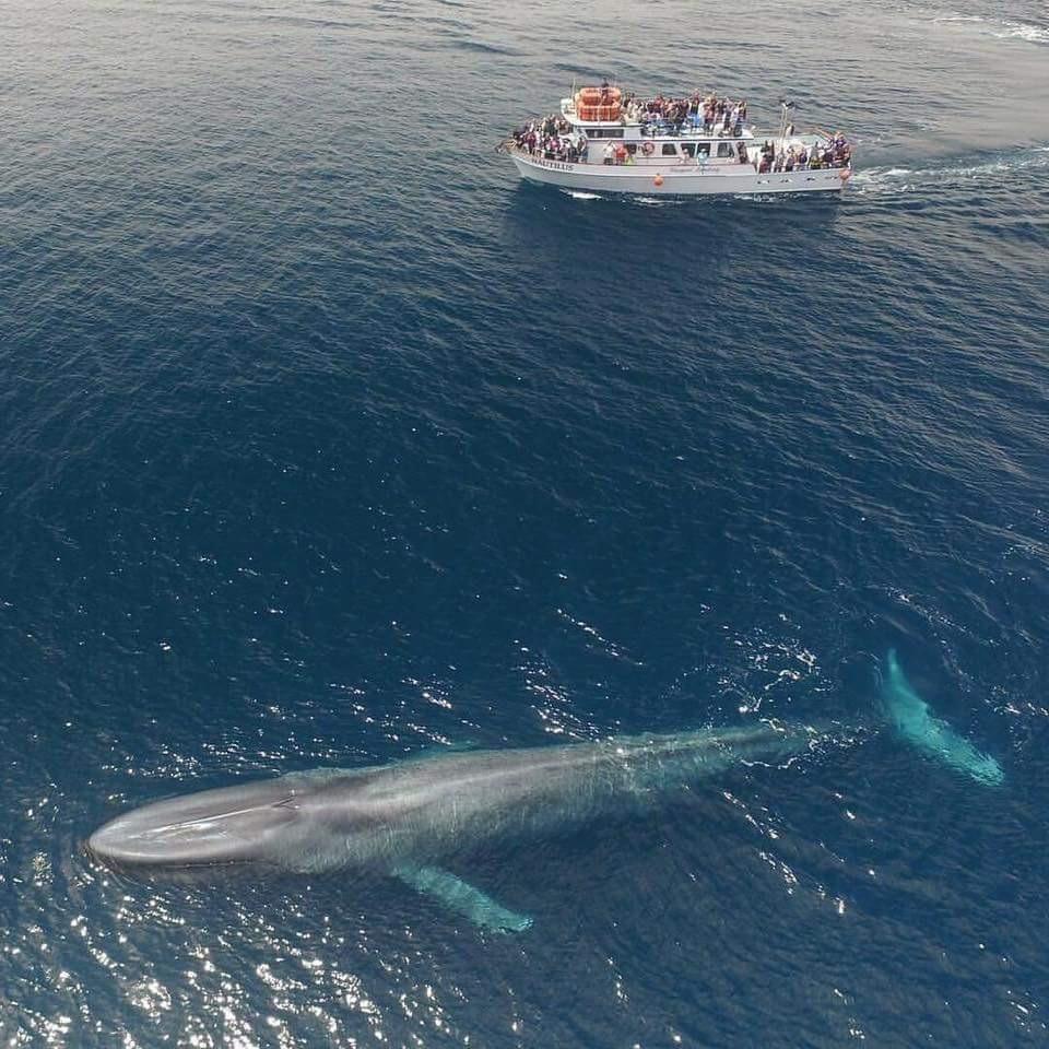 The blue whale is the largest animal ever to have lived on earth even bigger than the biggest