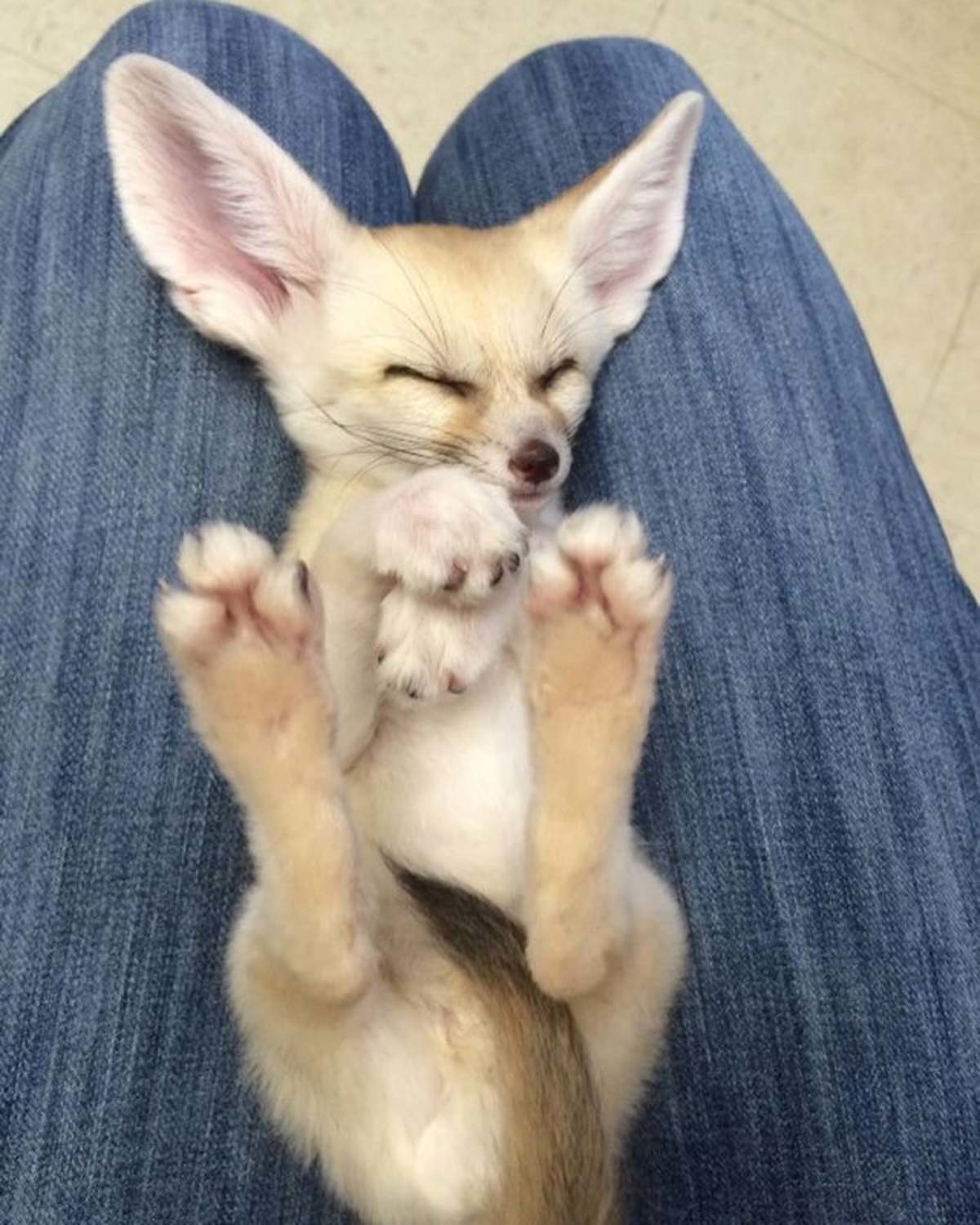 A fennec foxes paws are covered in fur to protect them from the