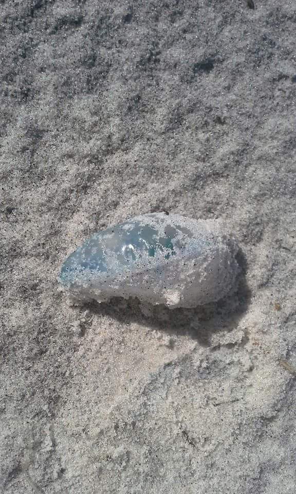 Found on beach. Jellyfish? Manowar? r/Whatisthis