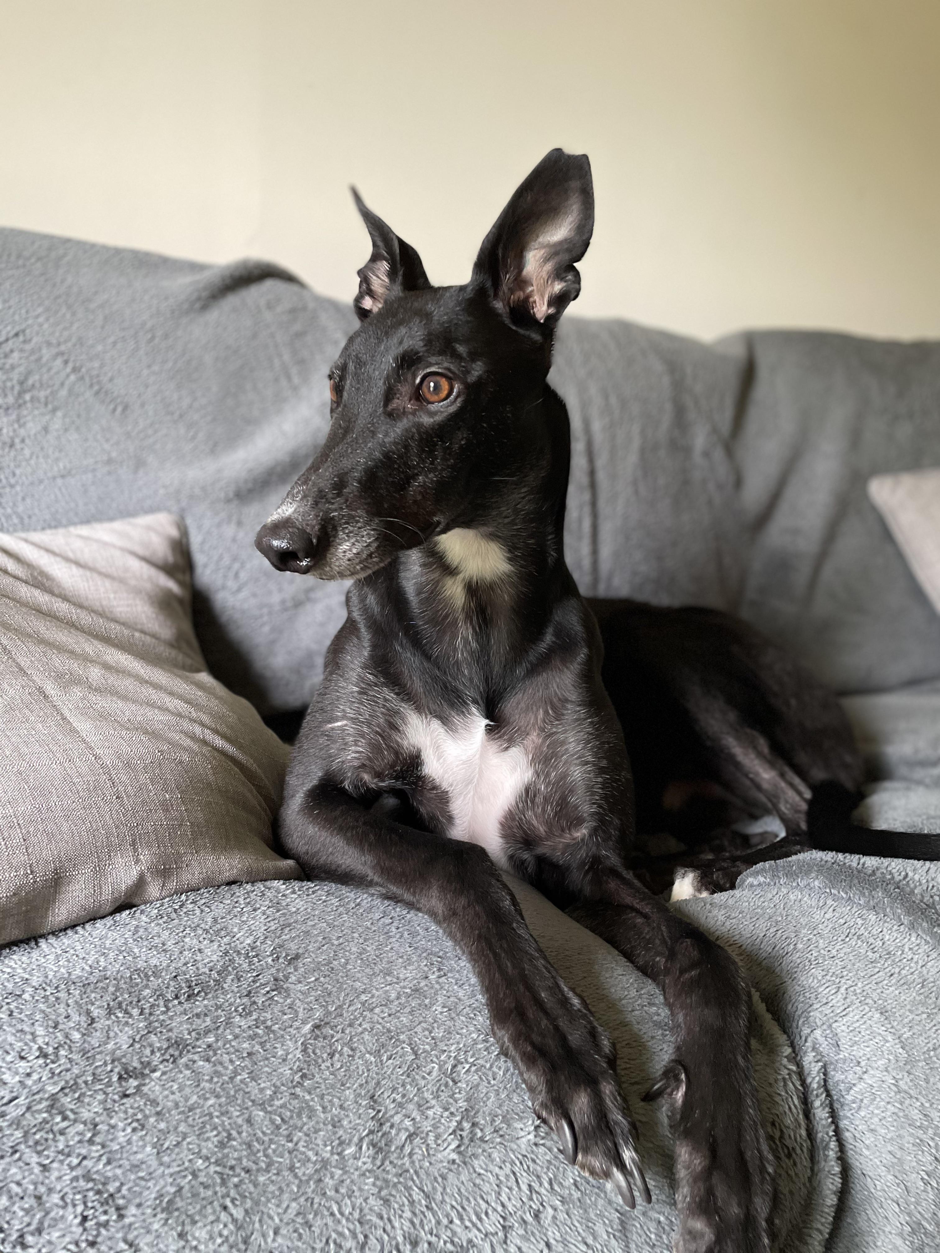 Hello fellow greyhound lovers! This is mick! Ex racing rescue! Racing name was Clonkusk Mick