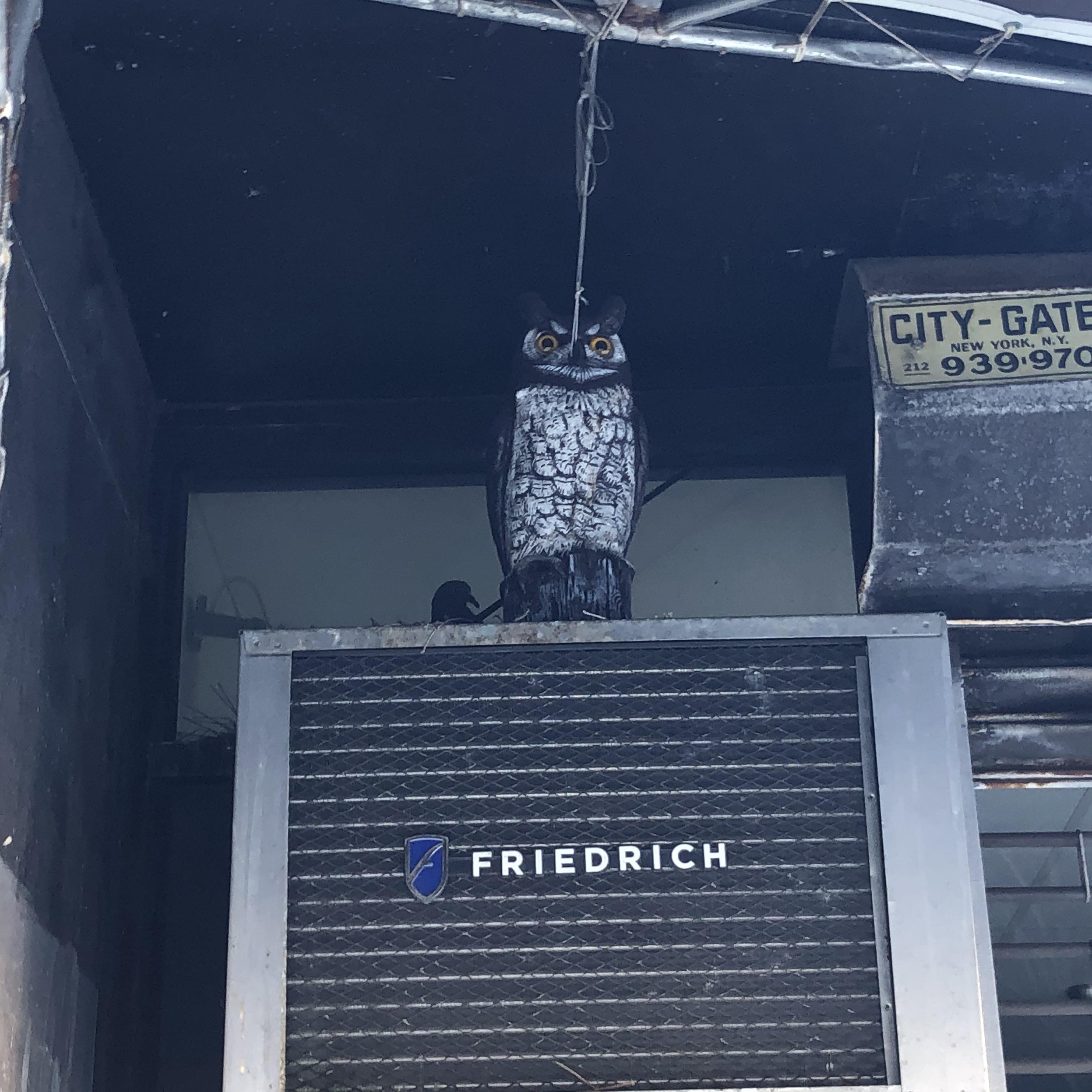 Seen today in New York, some pigeons nesting behind one of those fake