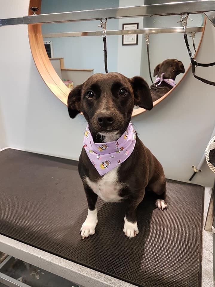 May, my Rat Terrier/Lab mix, and more importantly my best friend. r