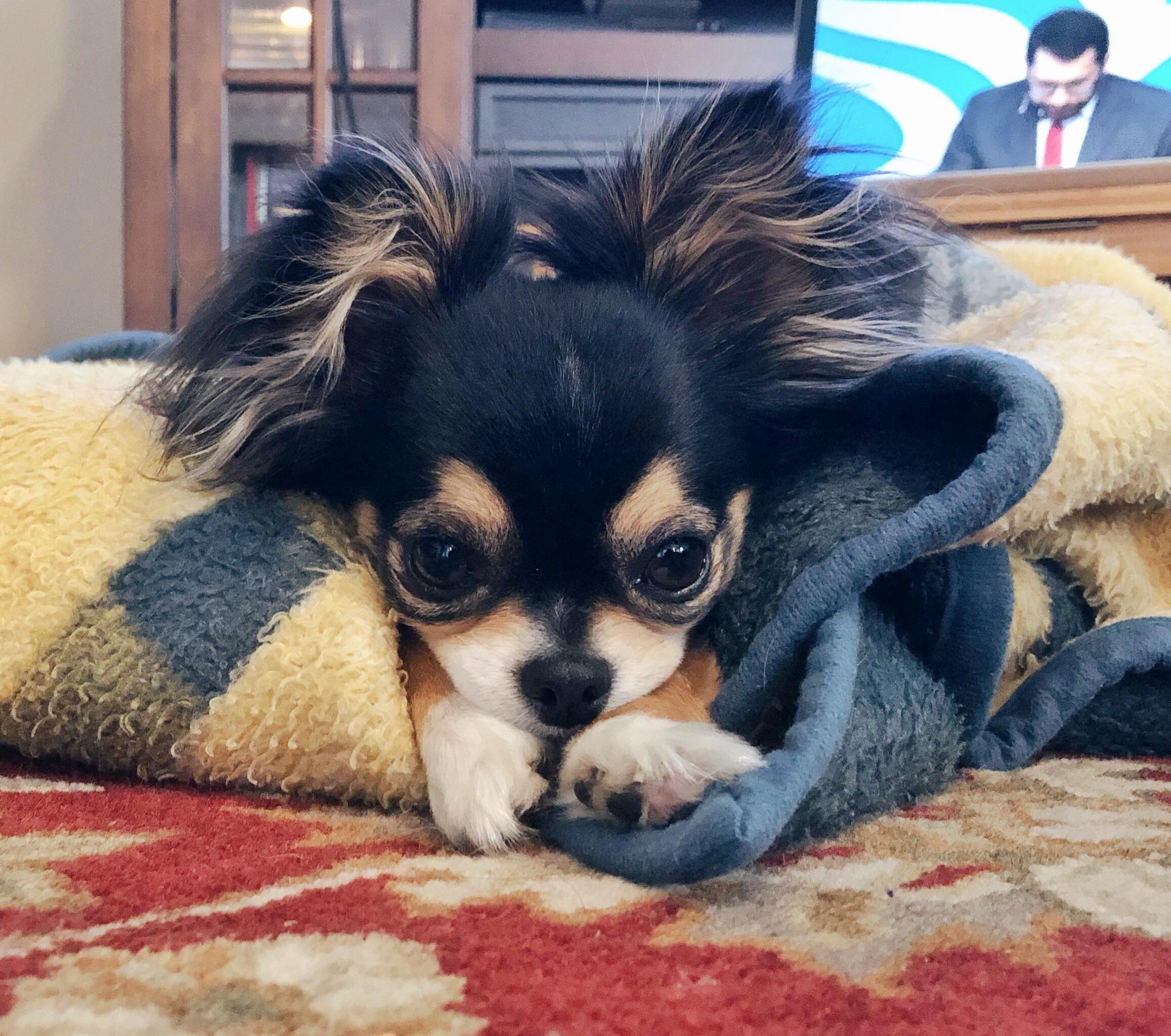 My dog pouting because I won’t give her more treats 😅 r/aww