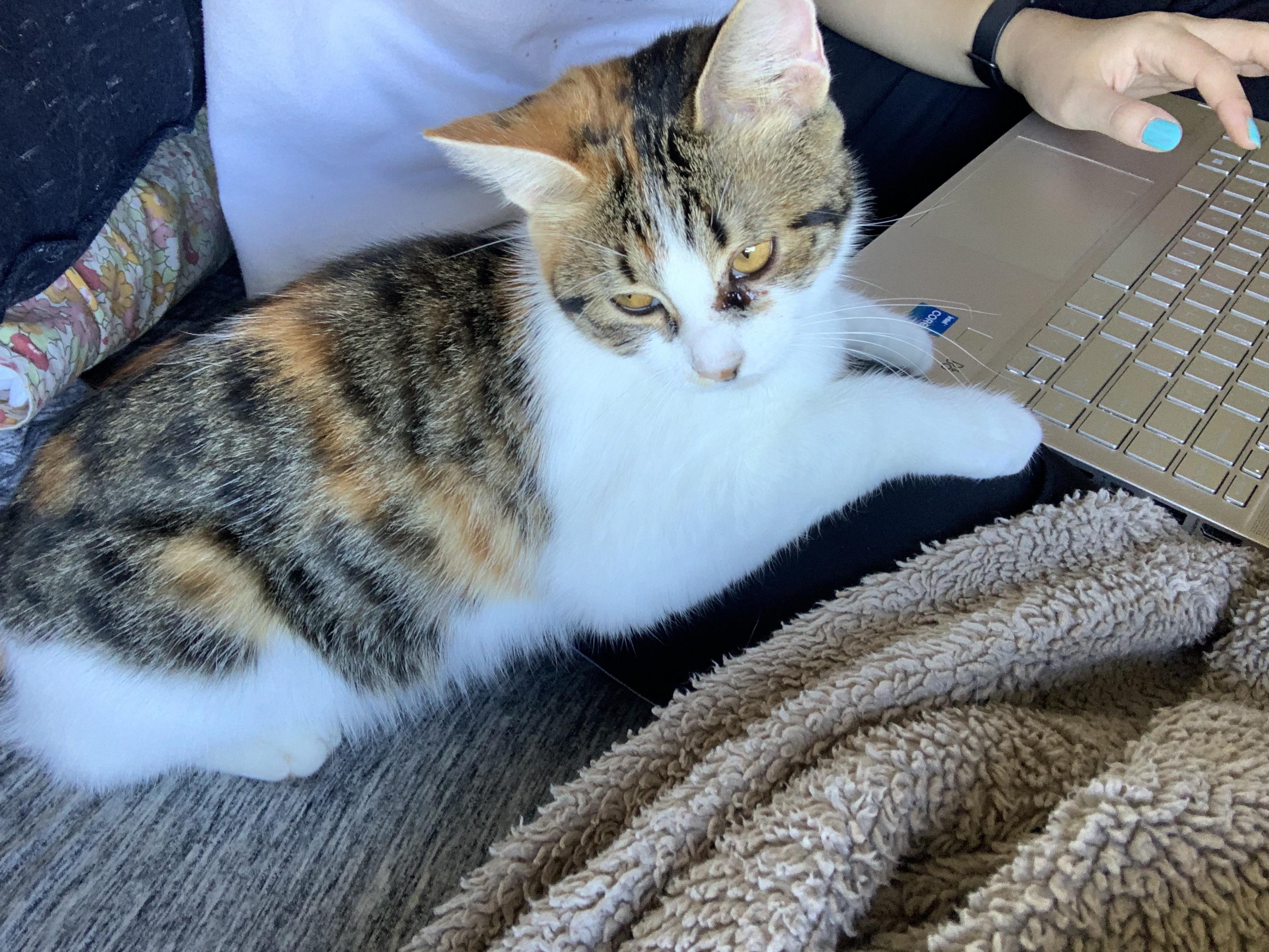 My calico kitty has excessive eye discharge (left eye). I usually clean