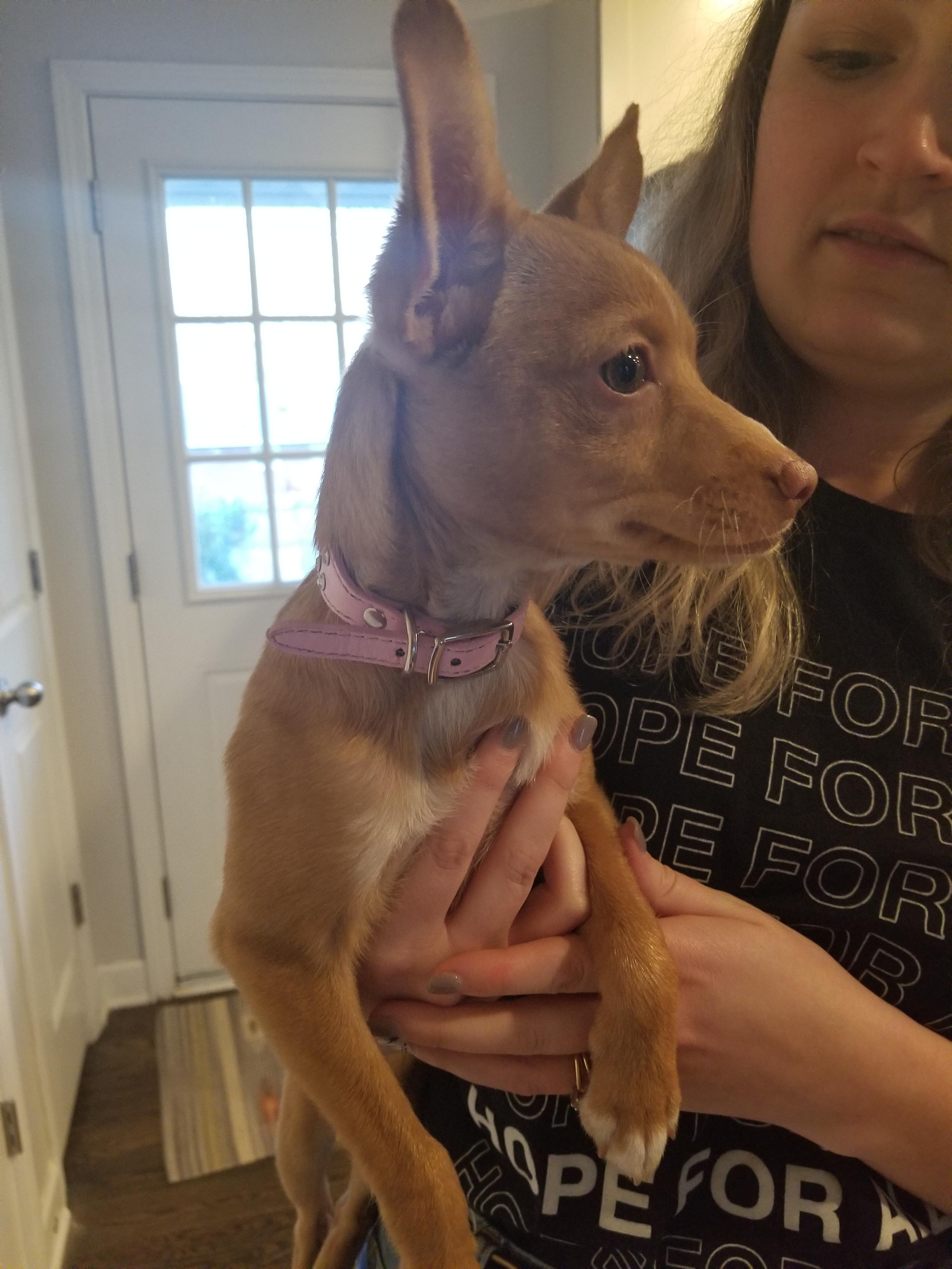 Found Dog Charlotte