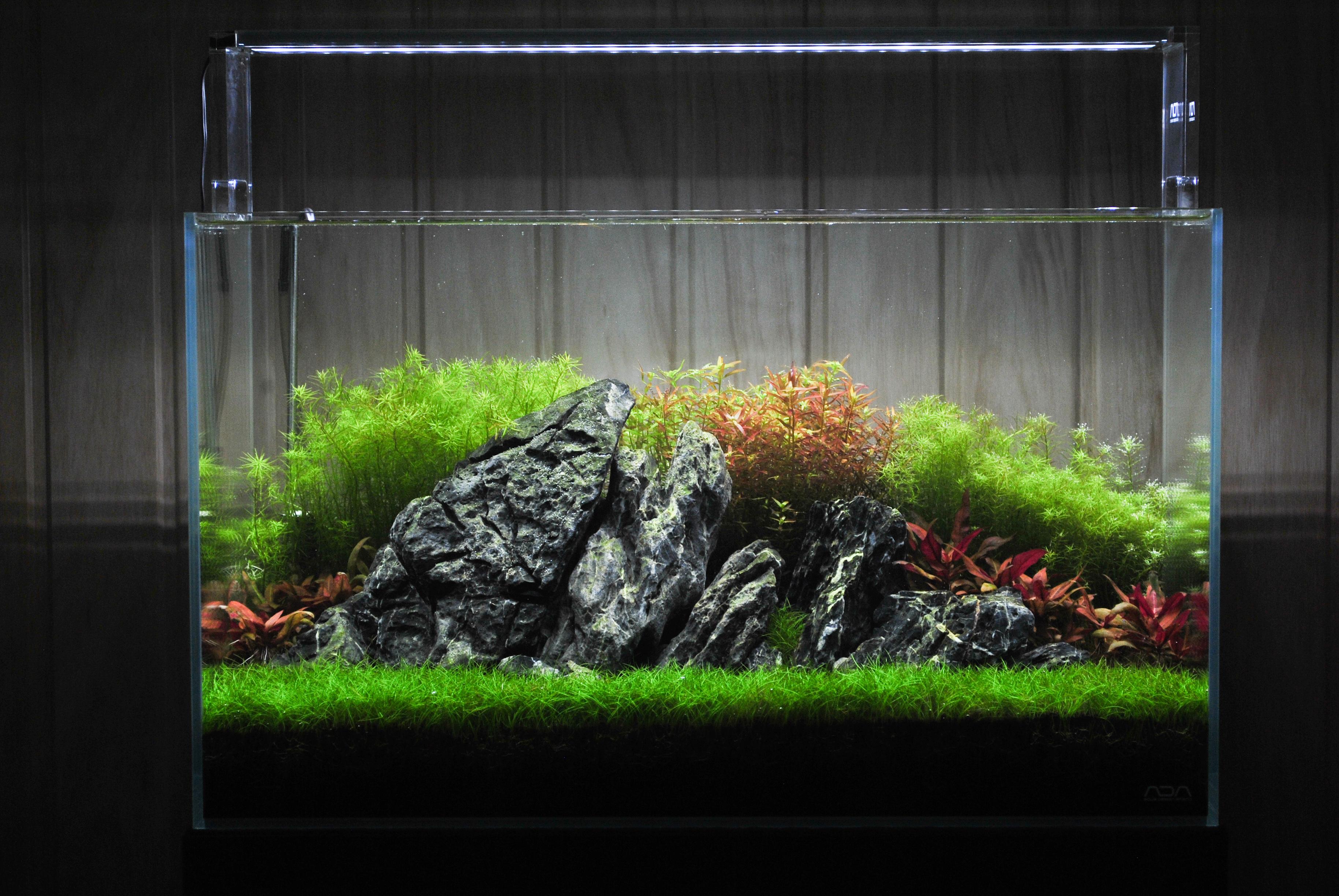 Ada 60p r/PlantedTank