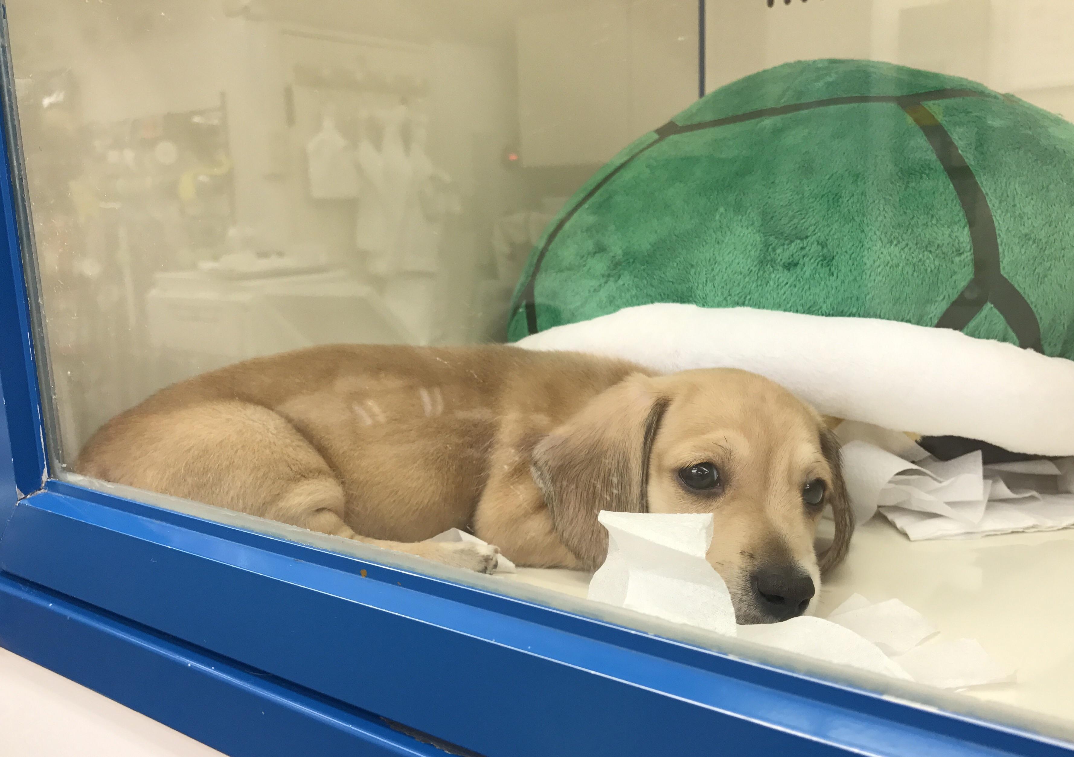 This is the saddest thing I saw in a pet store in Tokyo r/pics