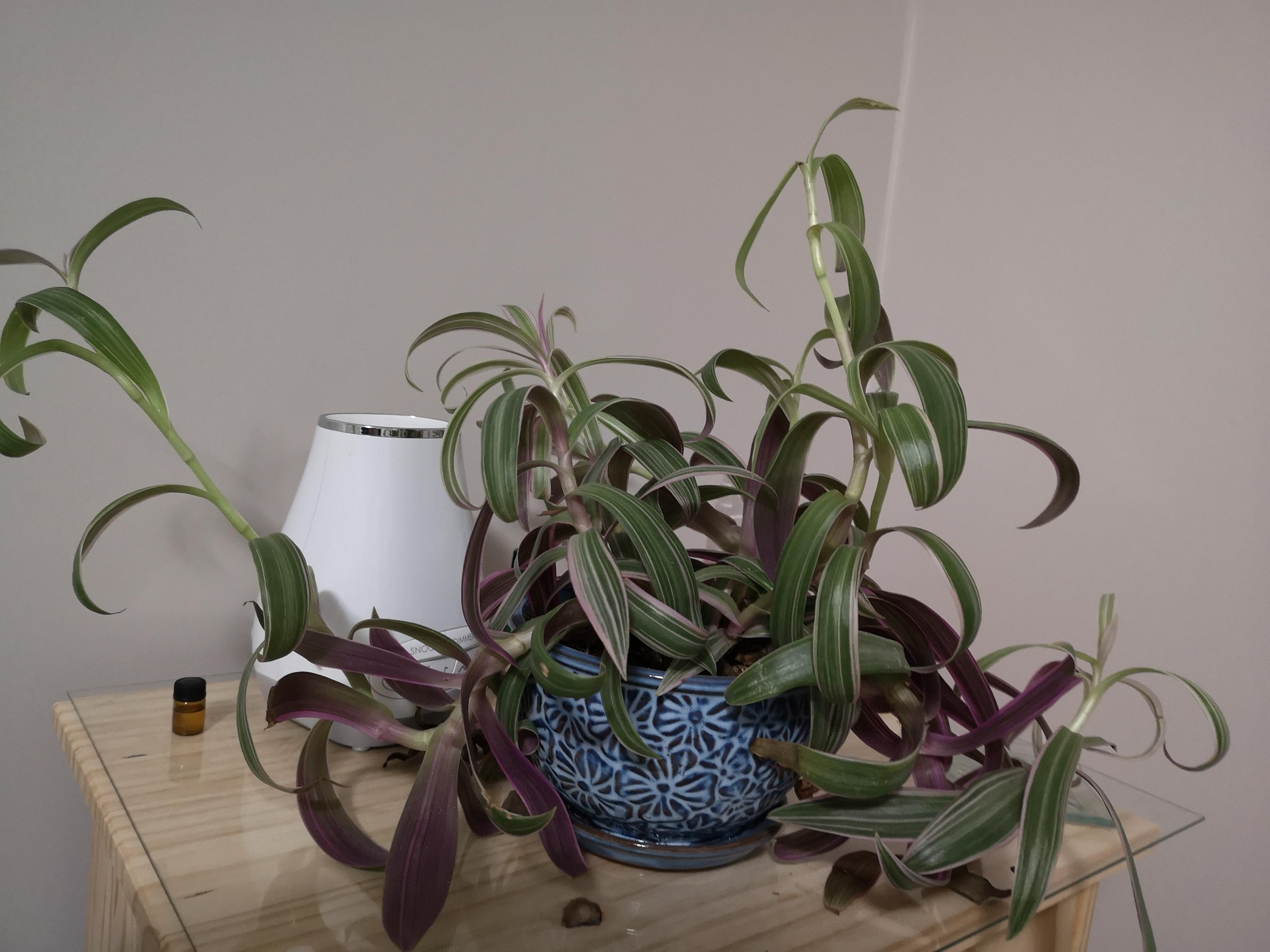 Plant I'd ? Also does this need to be repotted?? r/plants