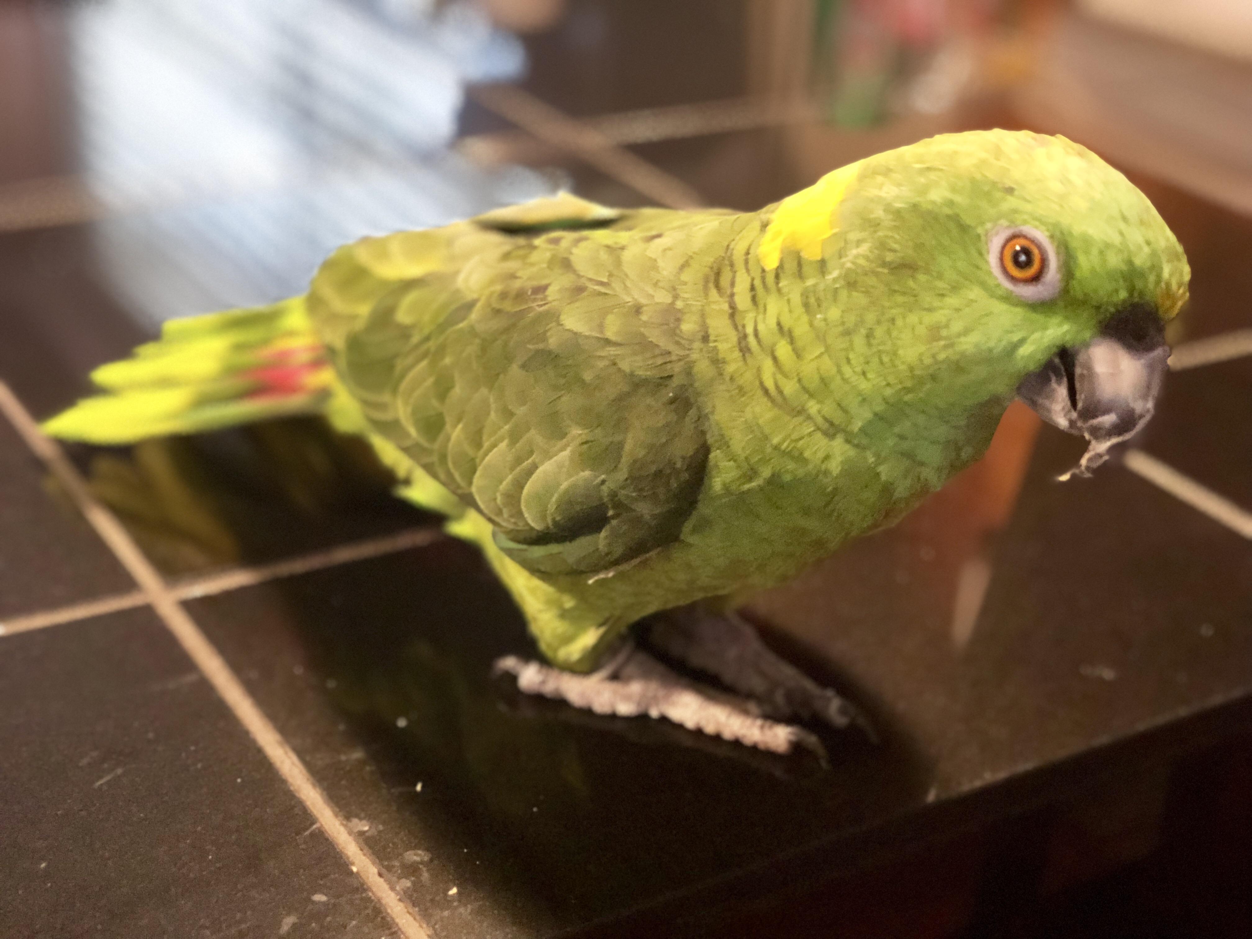 Yellownaped Amazon Care Sheet Birds Coo