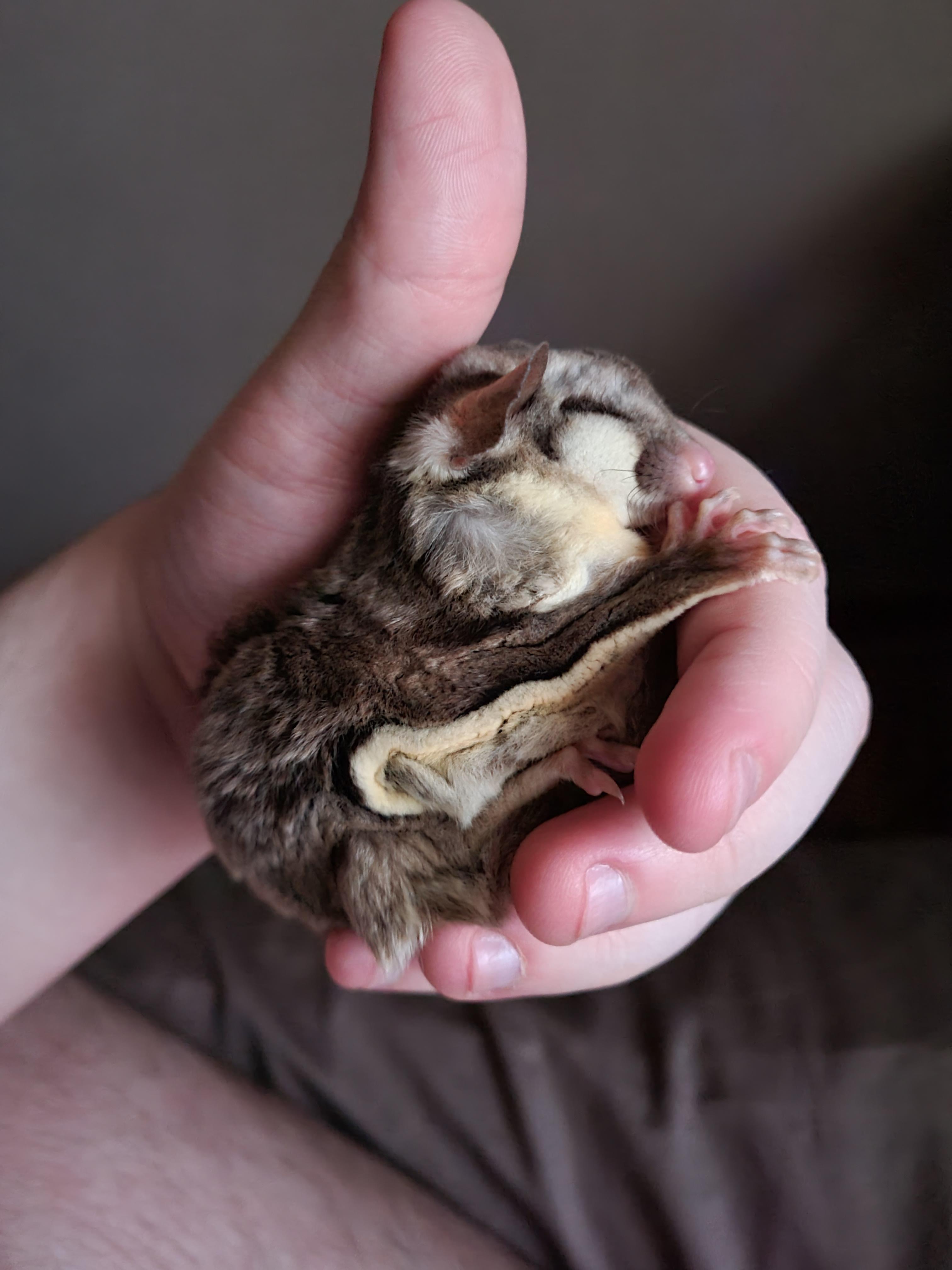 Sugar Glider Sleeping