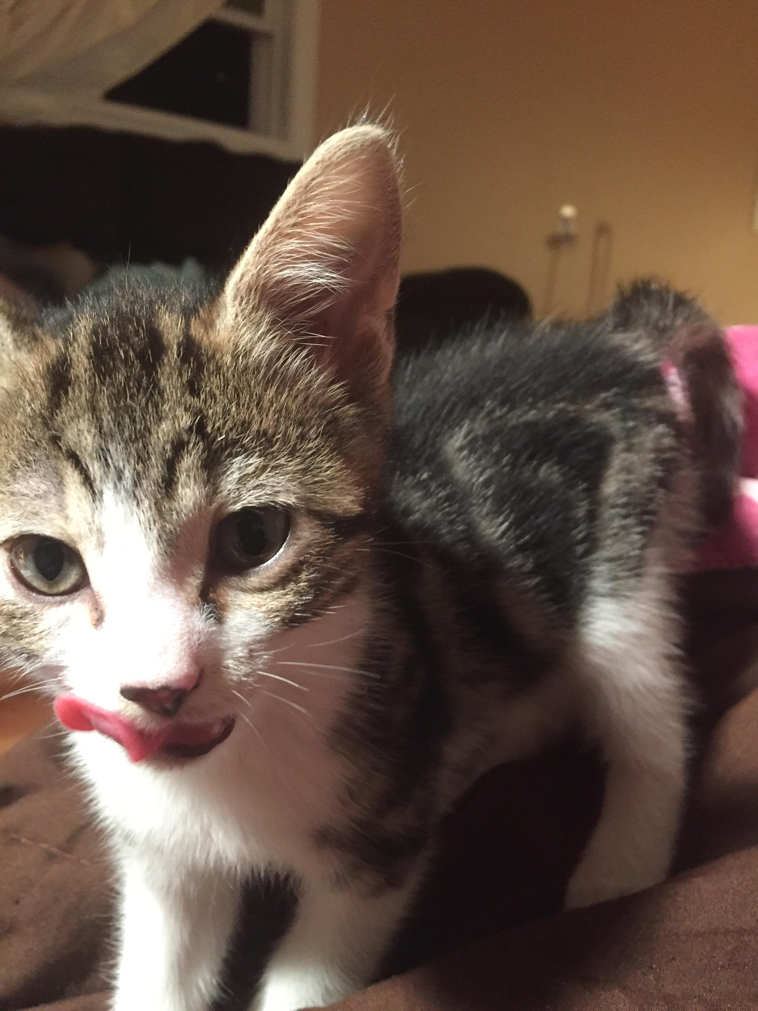 My new Kitten Rescue! Meet Abby! cats