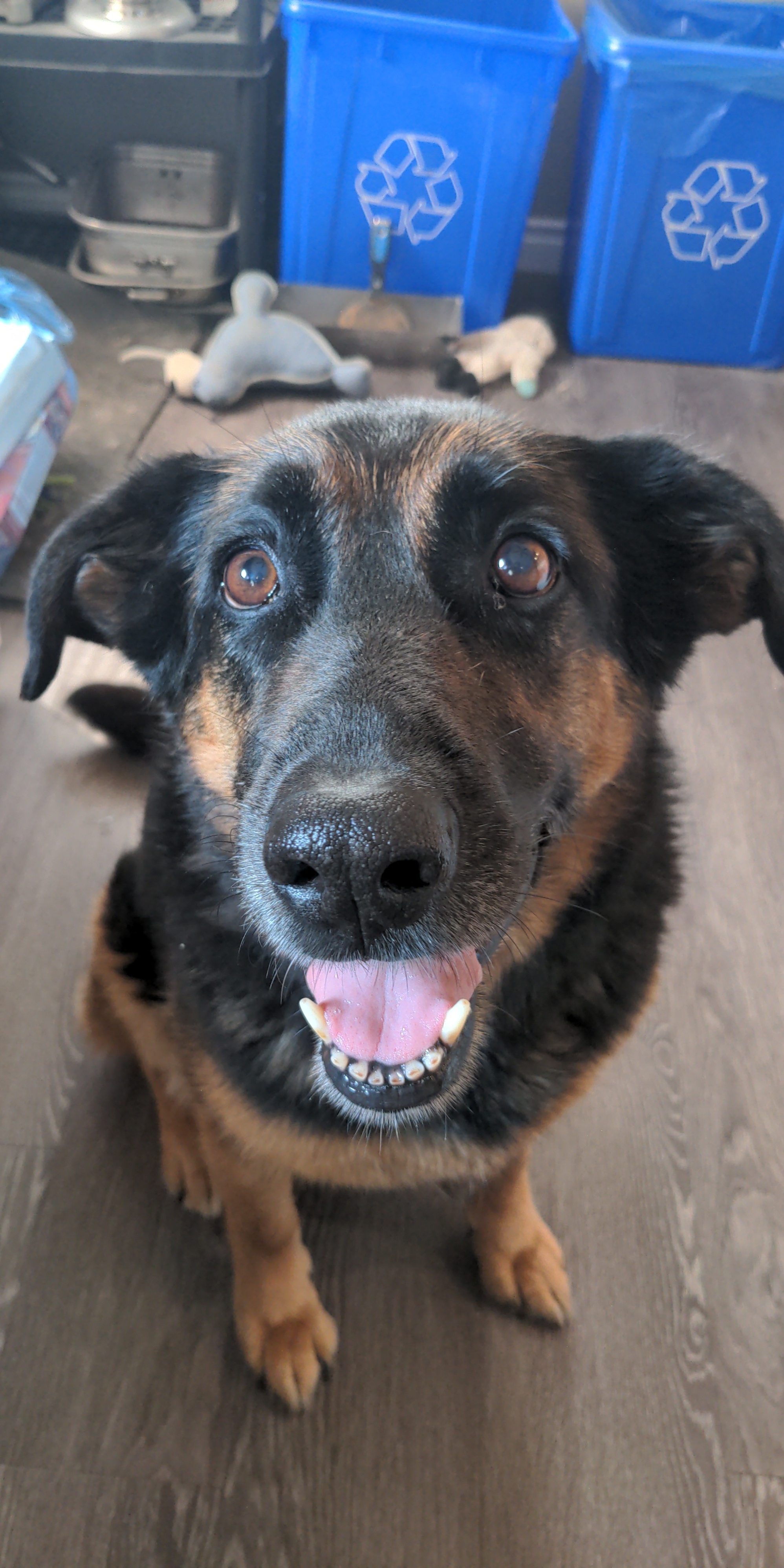 Lil happy dobby ears r/toofers