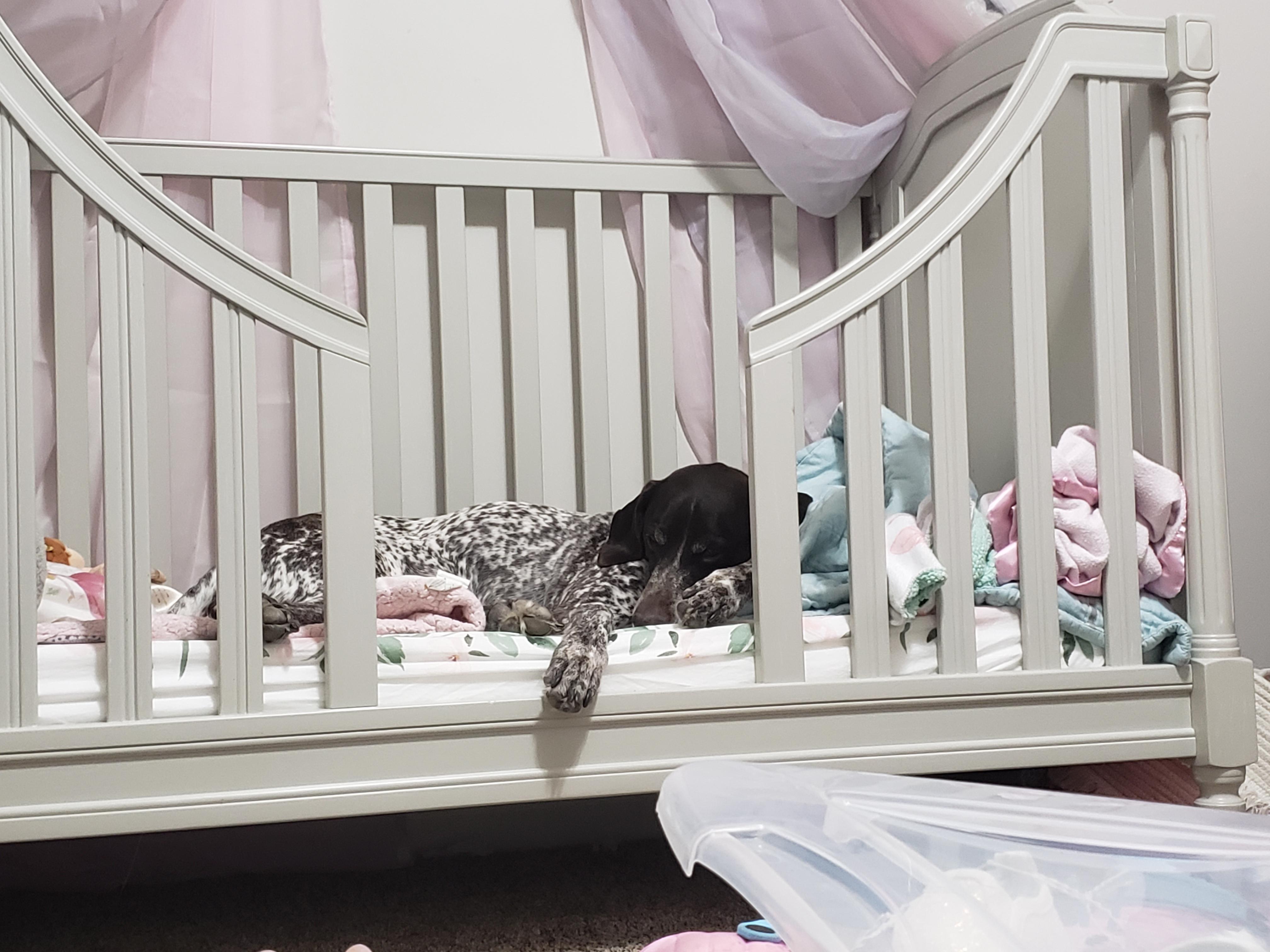 my GSP chose a bed (my 4 year olds) r/GSP_Photos