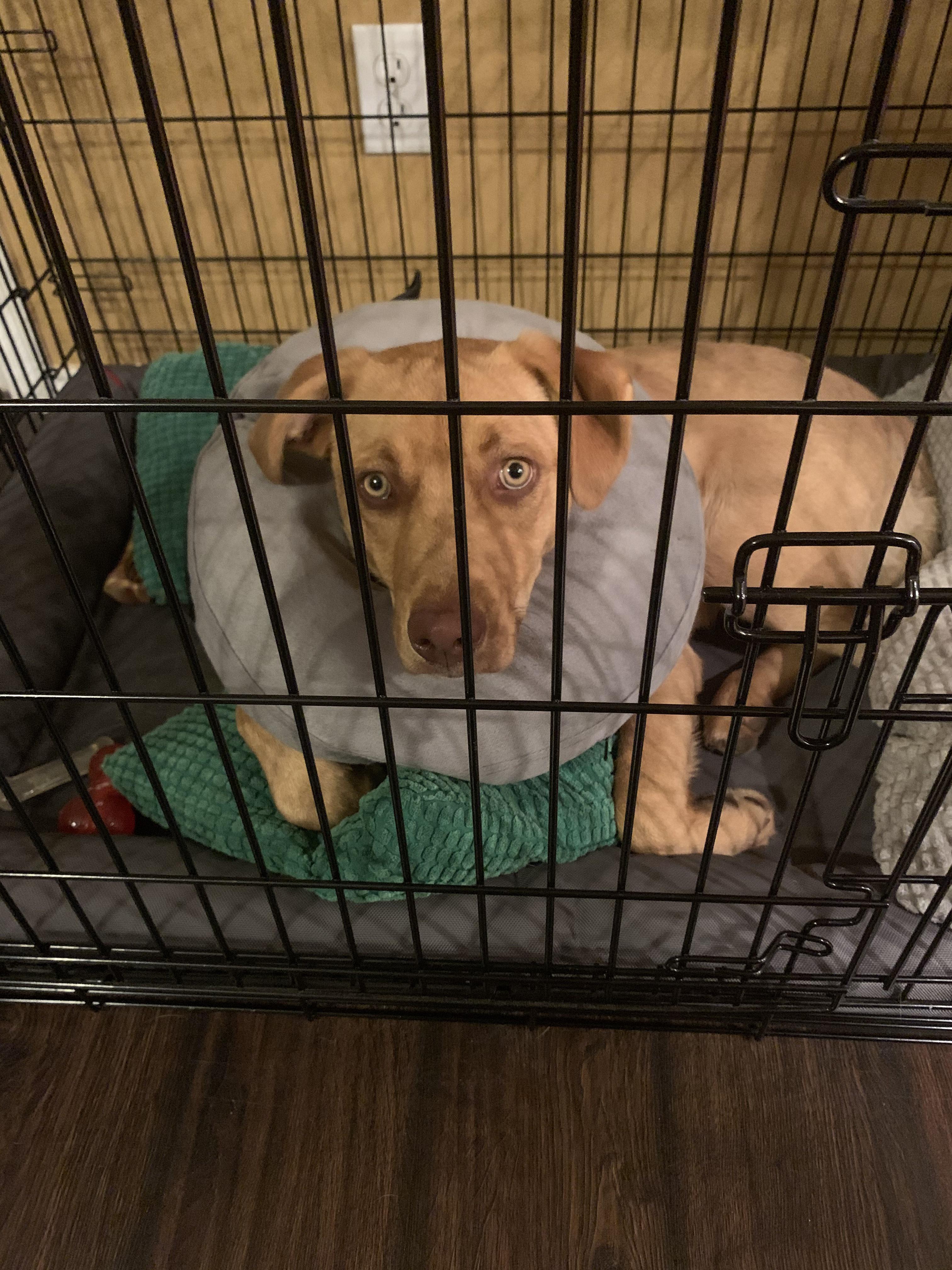 They call these pillow collars Elizabethan collars because they make