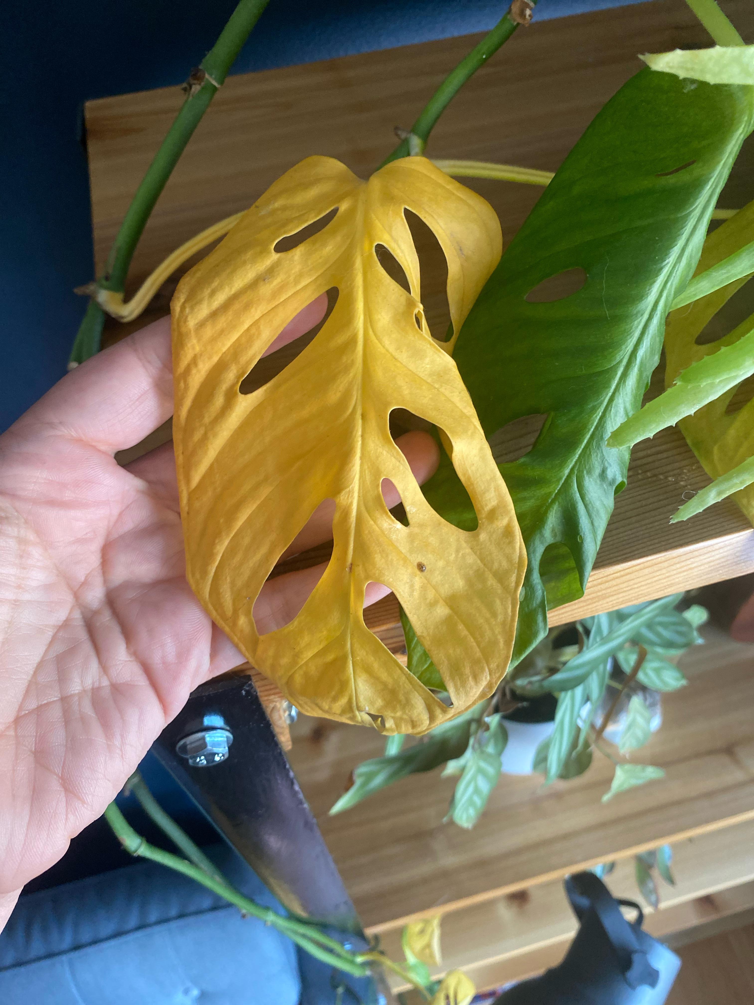 Sticky yellow leaves on monstera? r/plantclinic