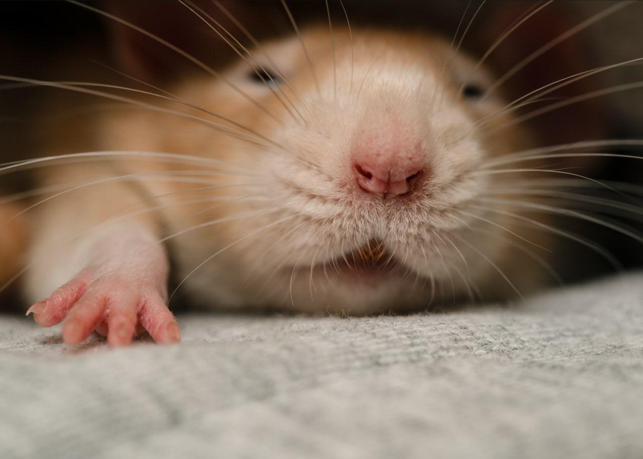 Why are rat yawns never as cute in pictures?! RATS