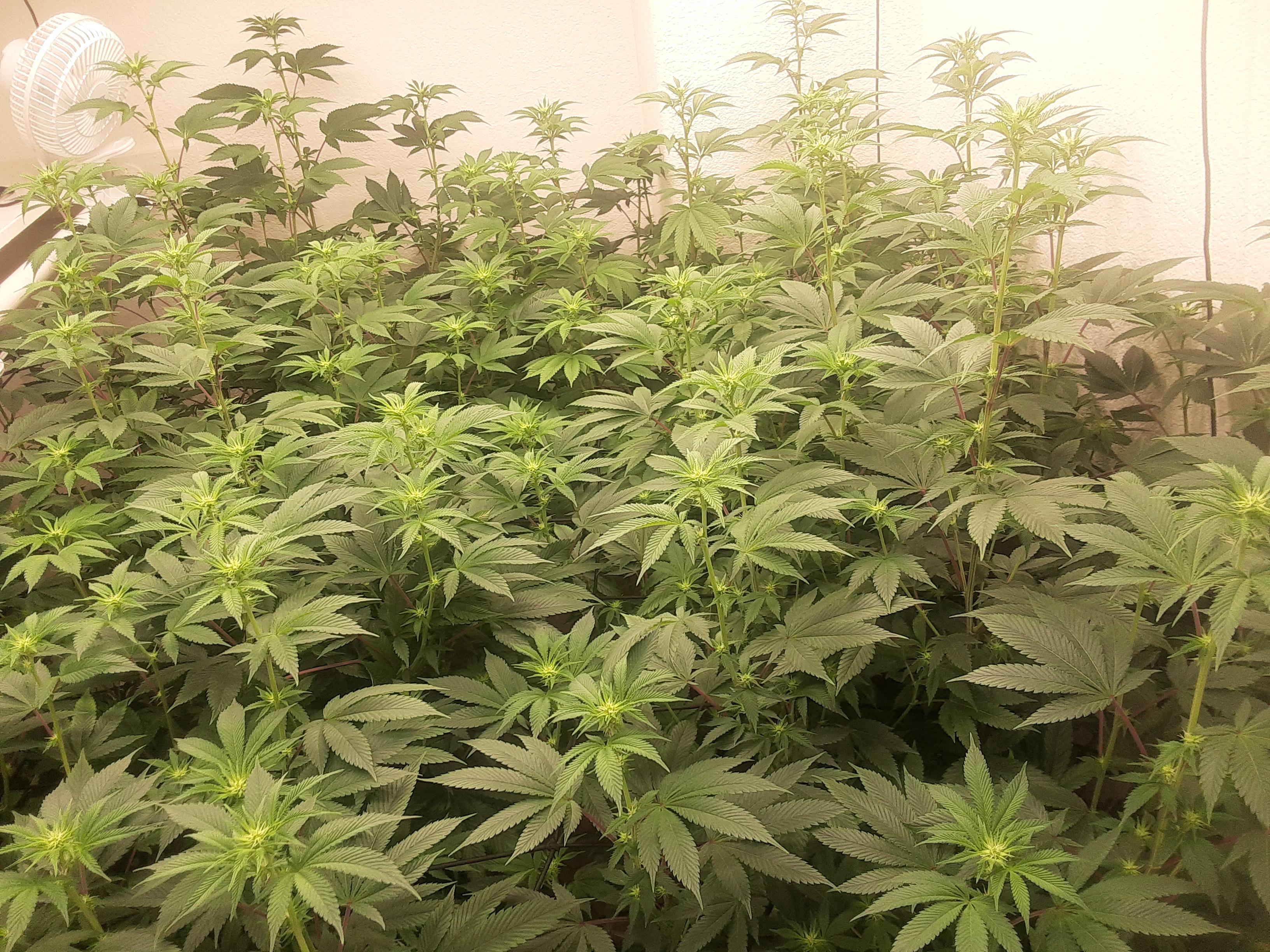 Oh God! My shoulder impingement is like 90 percent better after 2