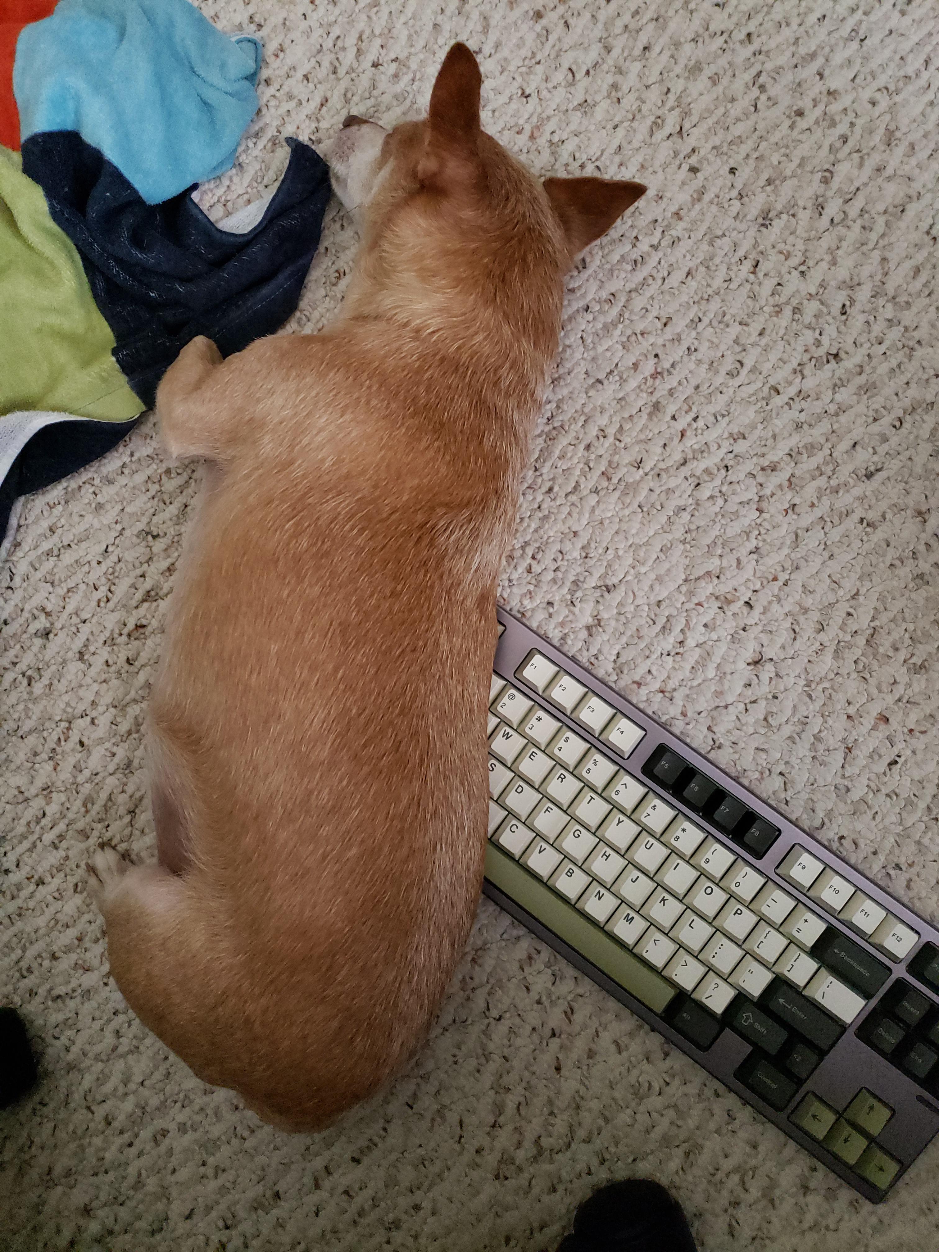 Dog on keyboard r/MechanicalKeyboards