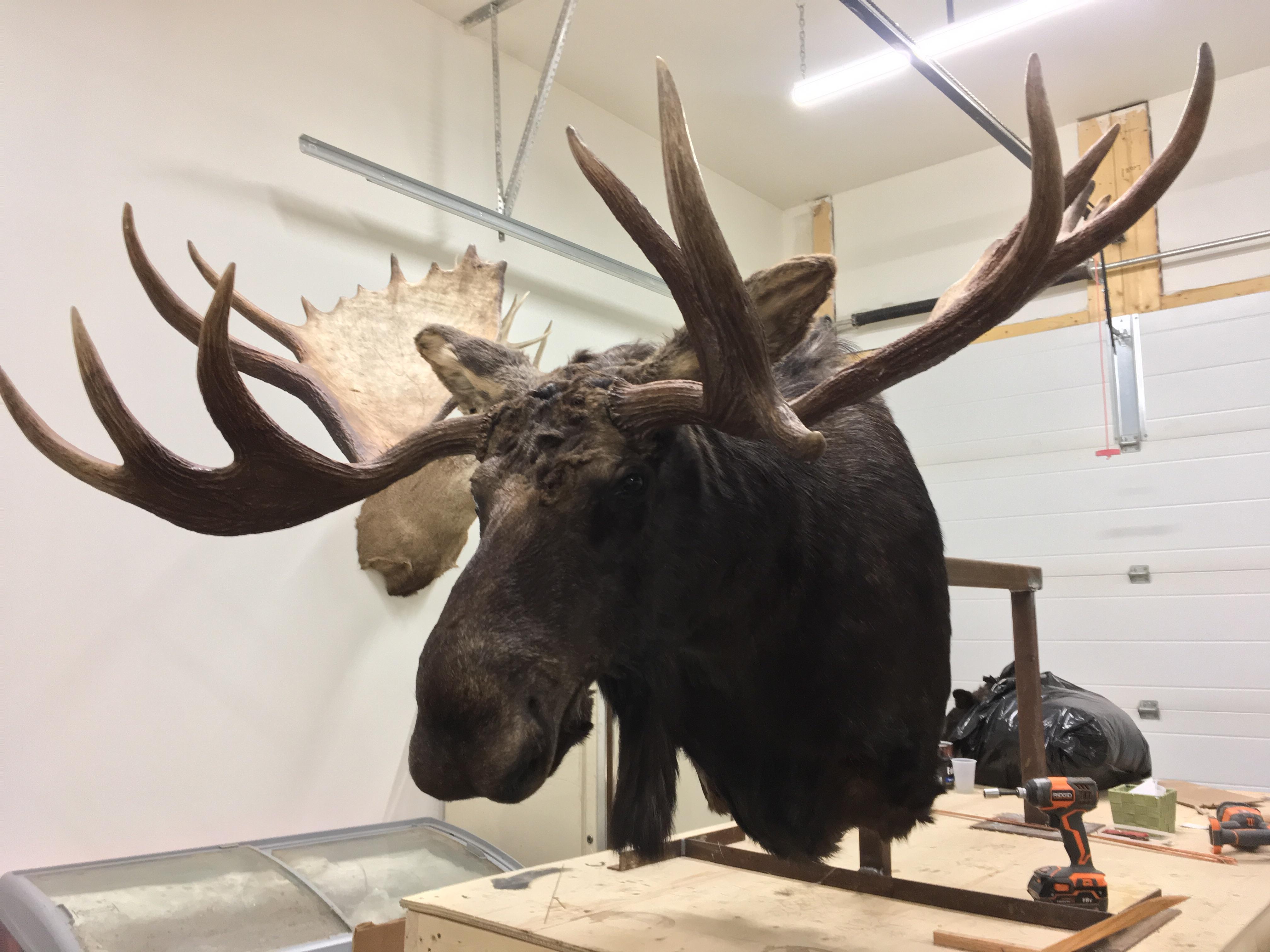 I started doing taxidermy as a hobby a few years ago. Here's a 62