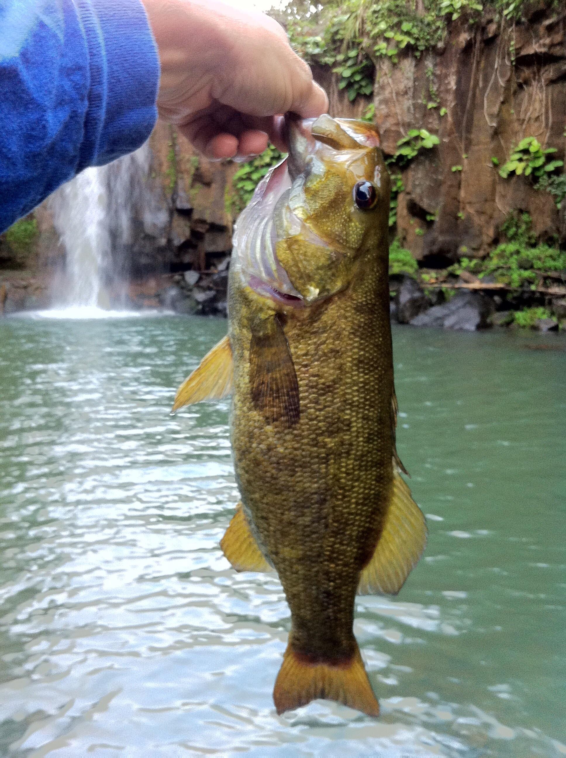 What a beauty, Hawaiian Smallmouth. r/Fishing