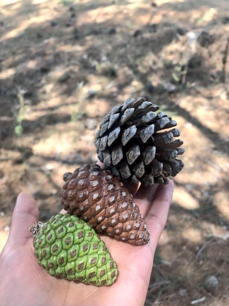 Pine cones found at different life stages : r/mildlyinteresting