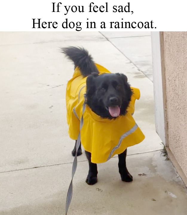 dog r/wholesomedogmemes