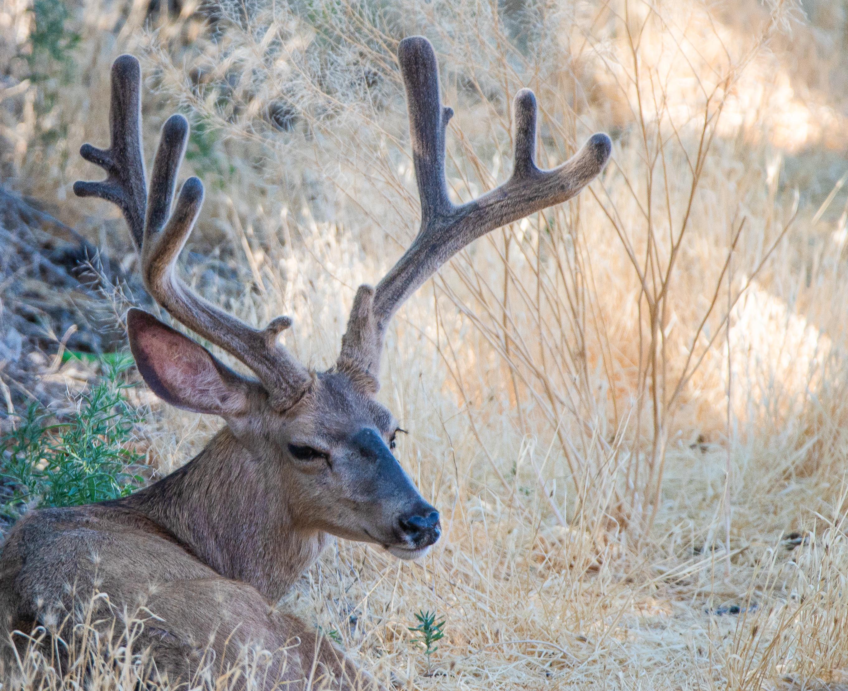 Mule Deer r/wildlifephotography