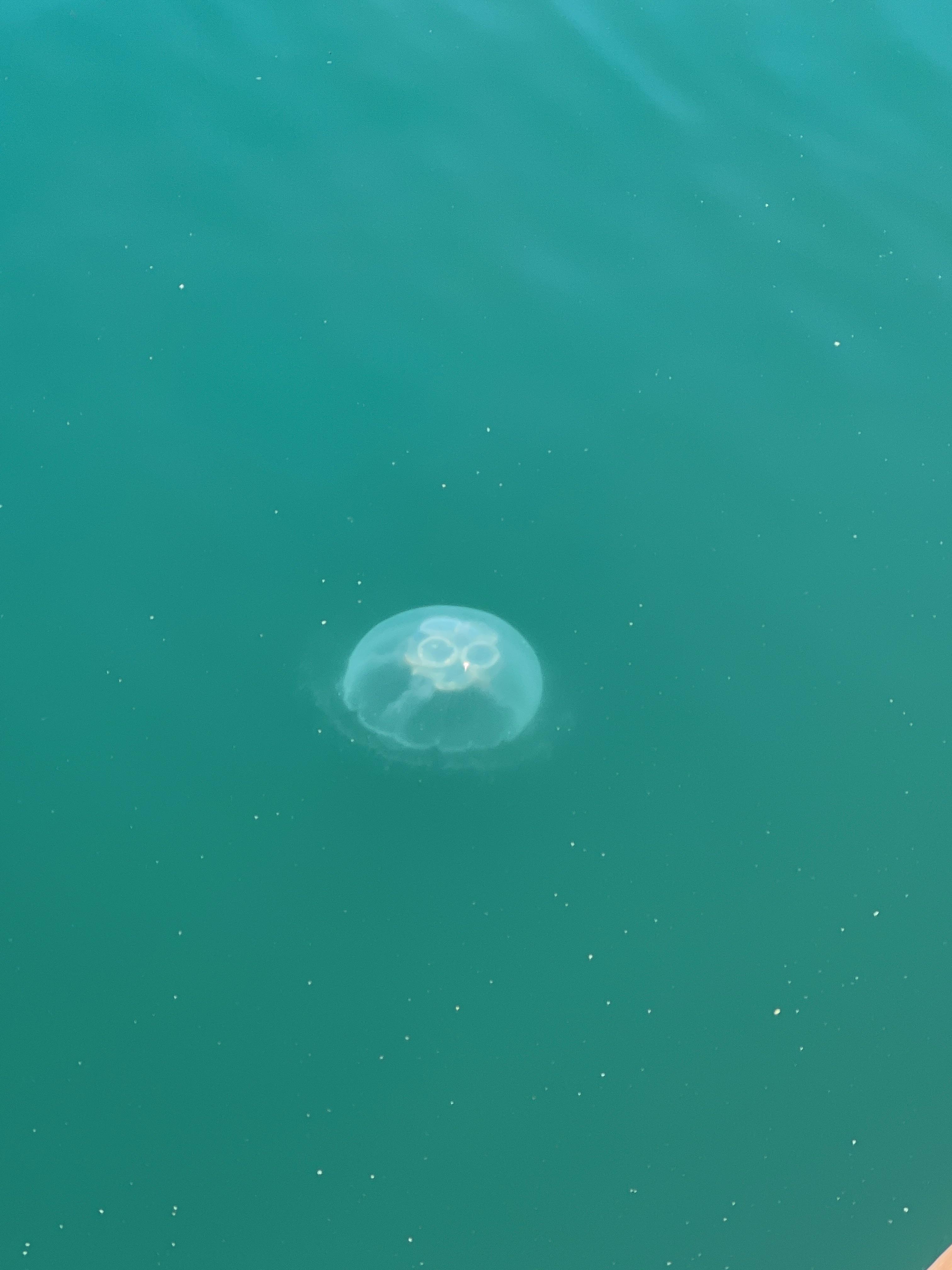 I found wild Jellyfish for the first time in my life. Only ever seen
