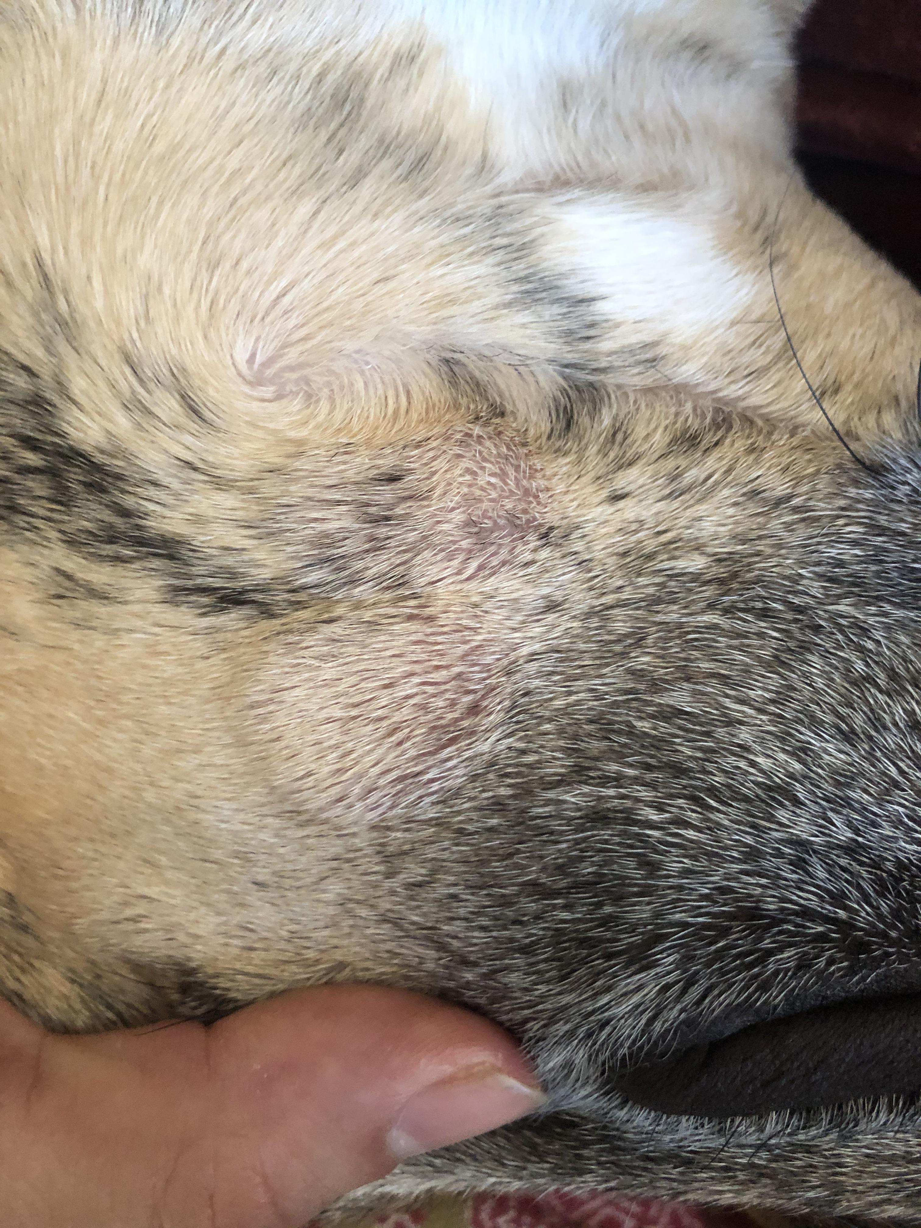 The Most Common Causes Of Bald Spots On Dogs Palos Animal, 52 OFF