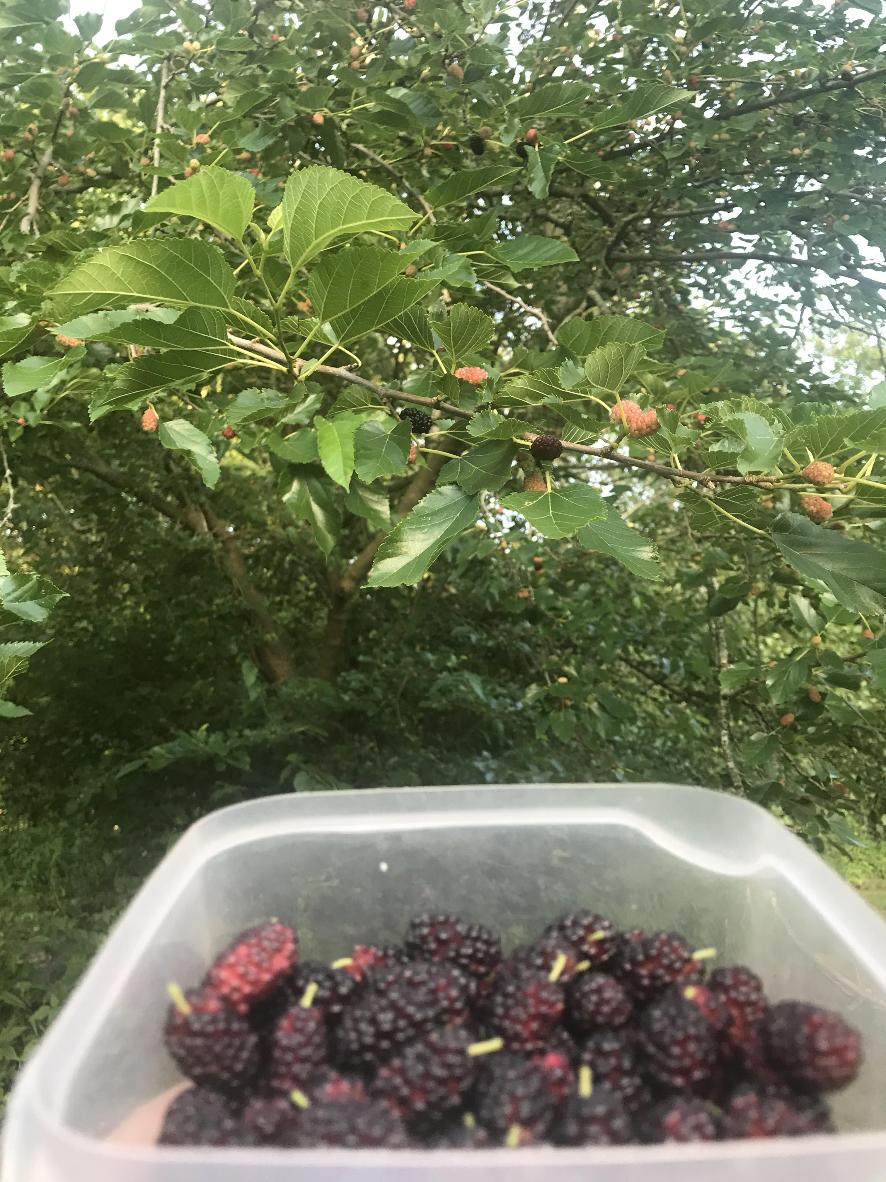 Blackberry picking at one of our local parks! r/StLouis