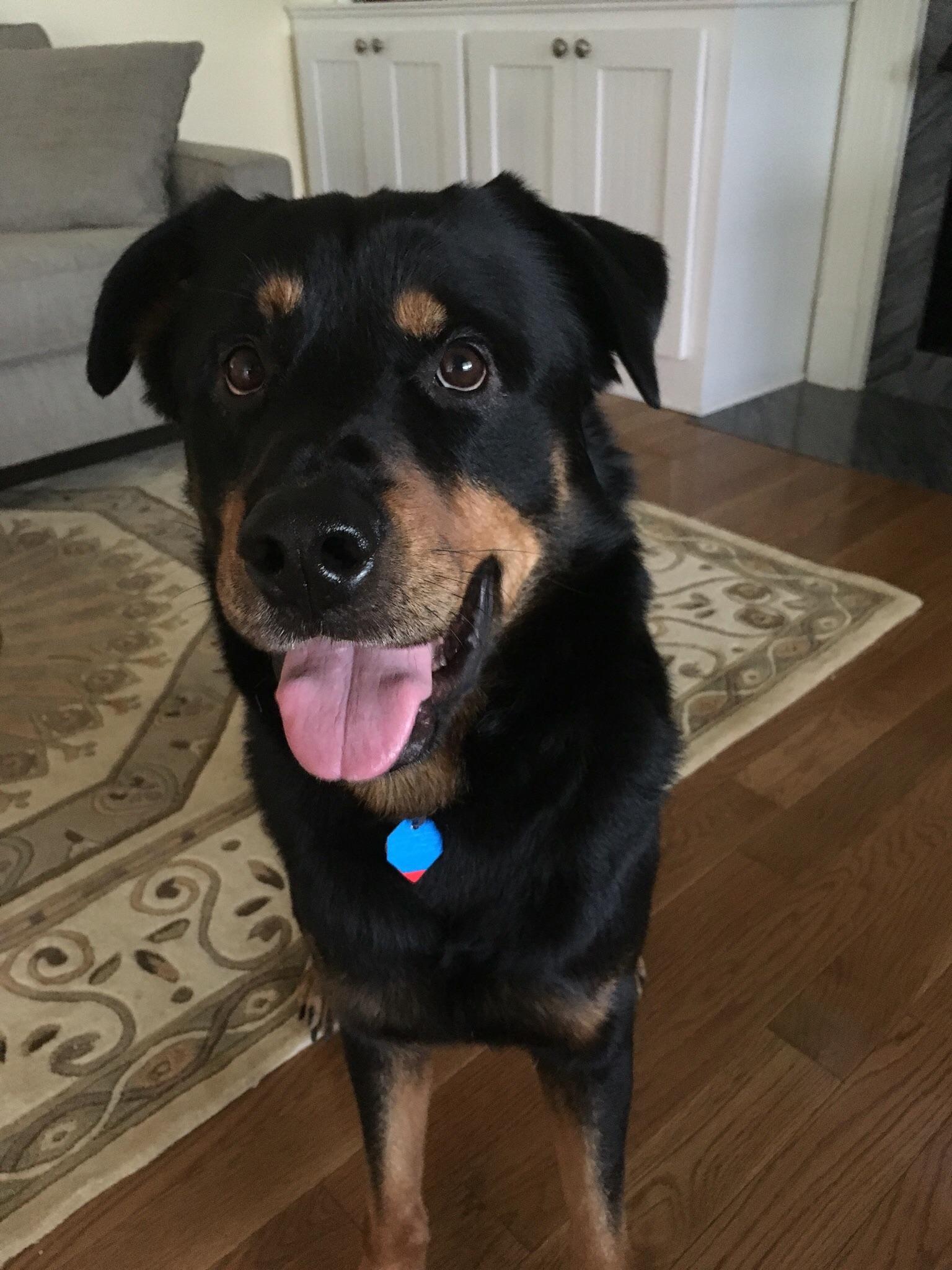 This is Max. 4 year old rottieshepherd mix rescue. Best dog we've ever