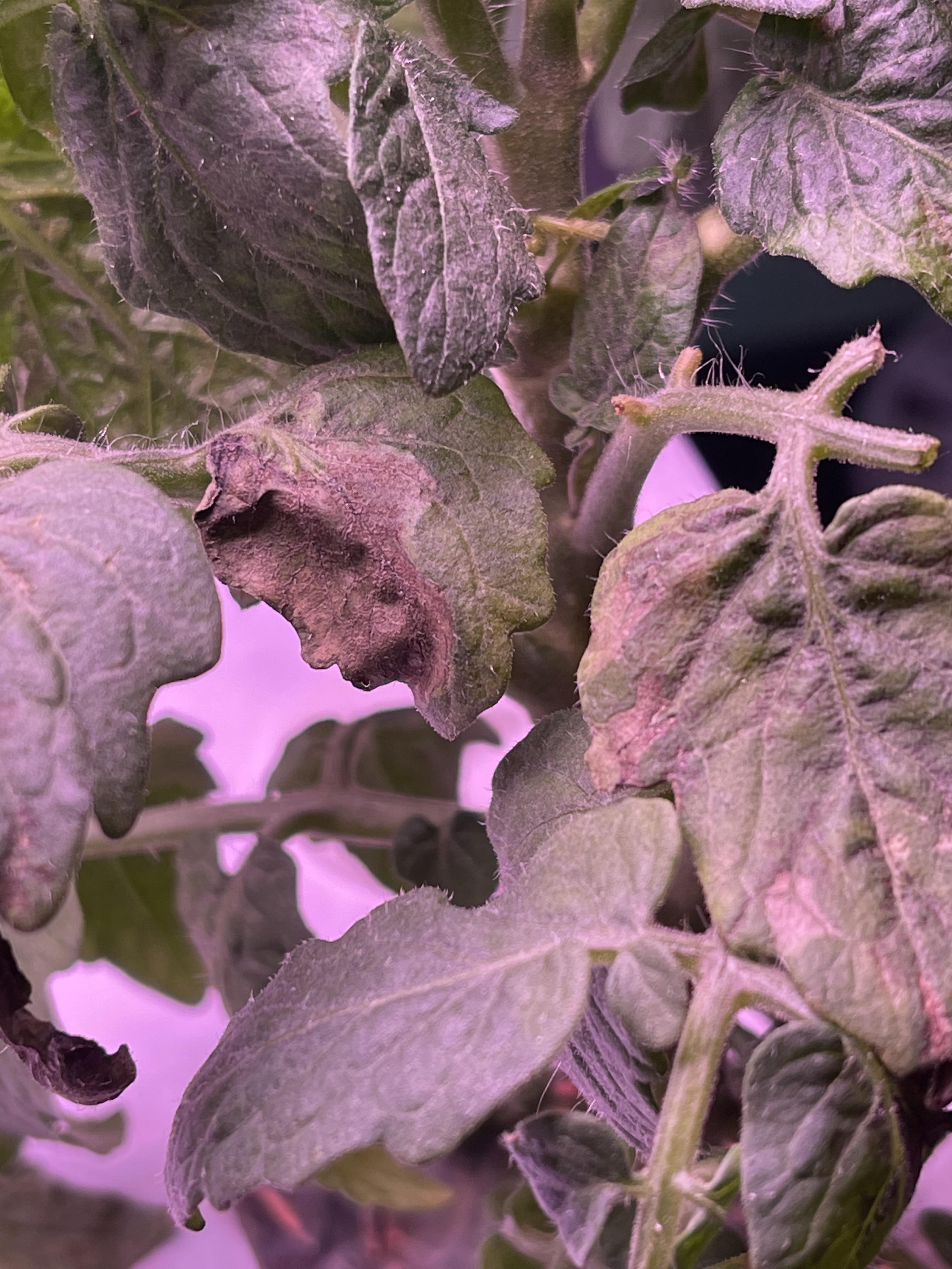 Tomato plants (4 of them) leaves dying. Other post I had Low PH