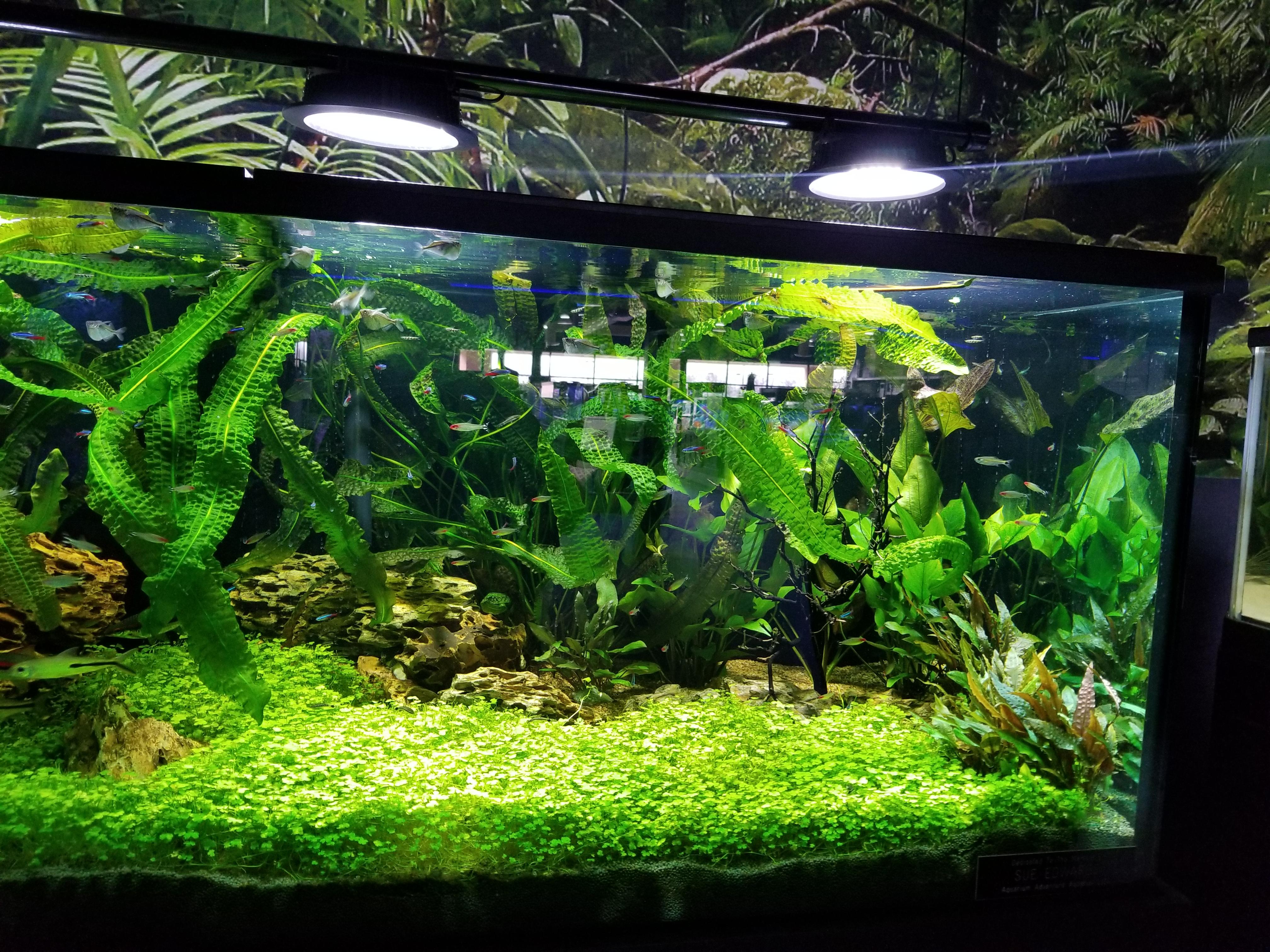 Planted tank at the LFS (Aquarium Adventure, Columbus Ohio) r/Aquariums