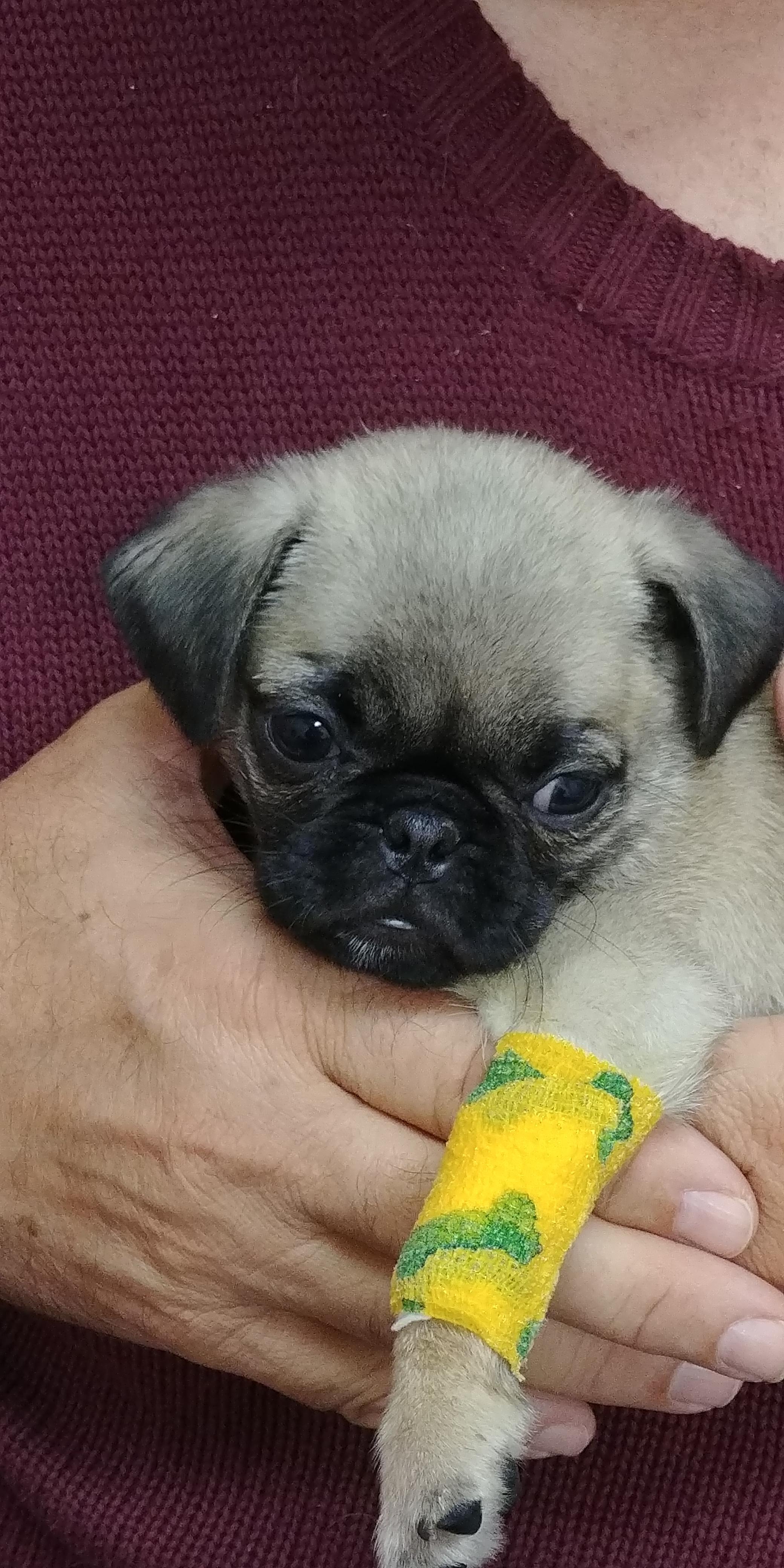 Dare you to find a cuter teddy bear! r/pugs
