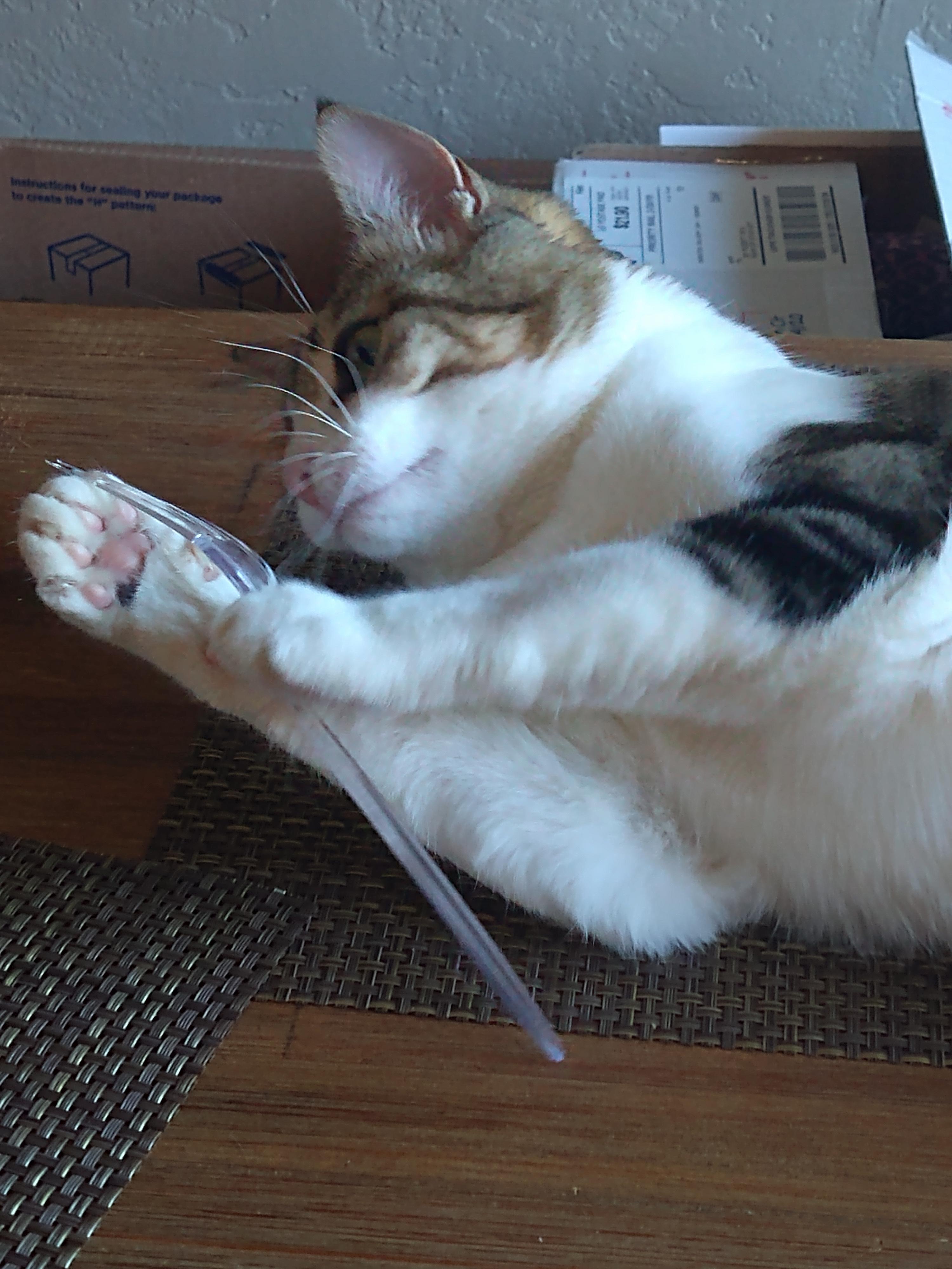 My cats new favorite toy. A plastic fork r/AnimalsBeingDerps