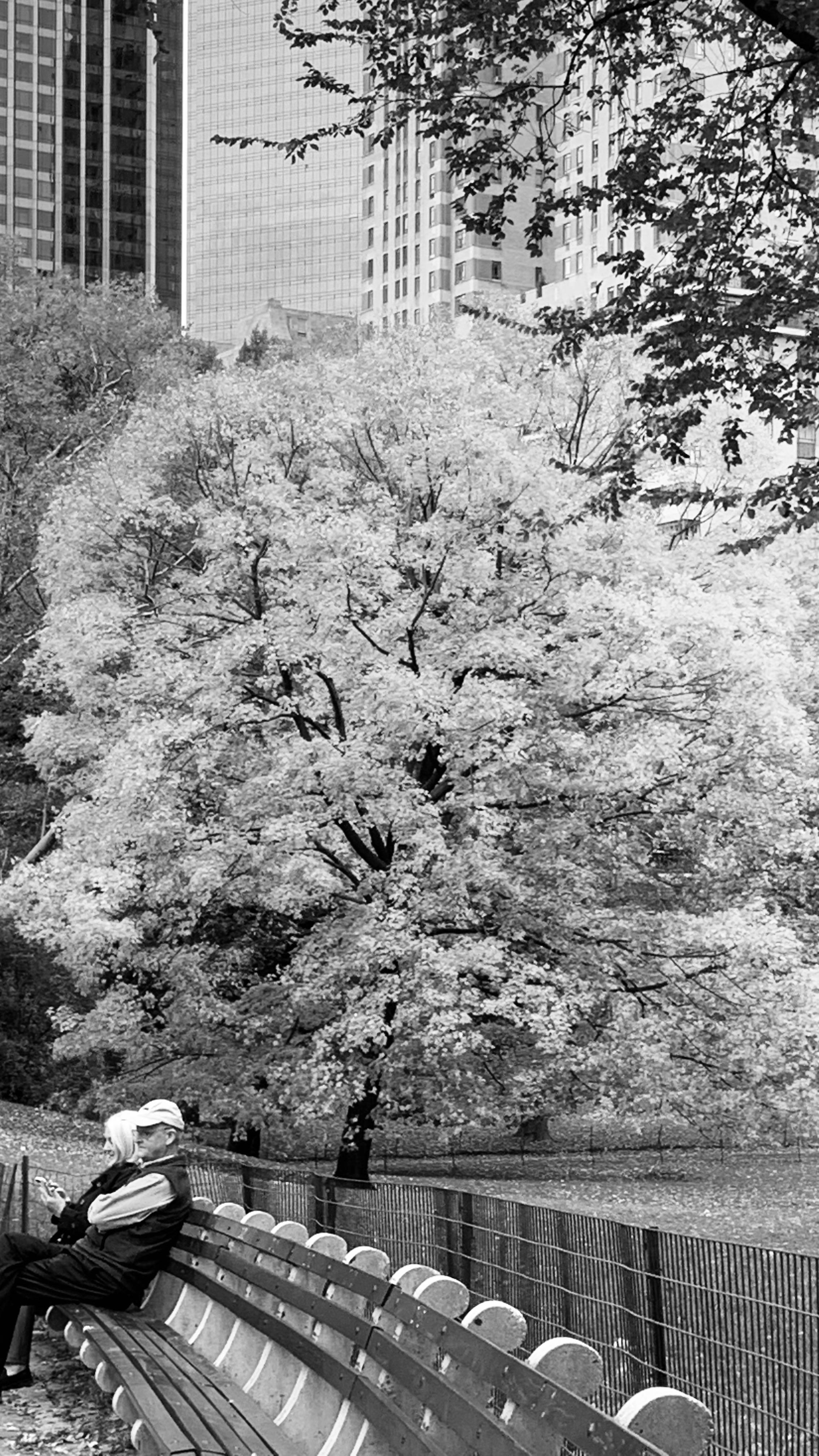 Random Tree in Central Park r/pics