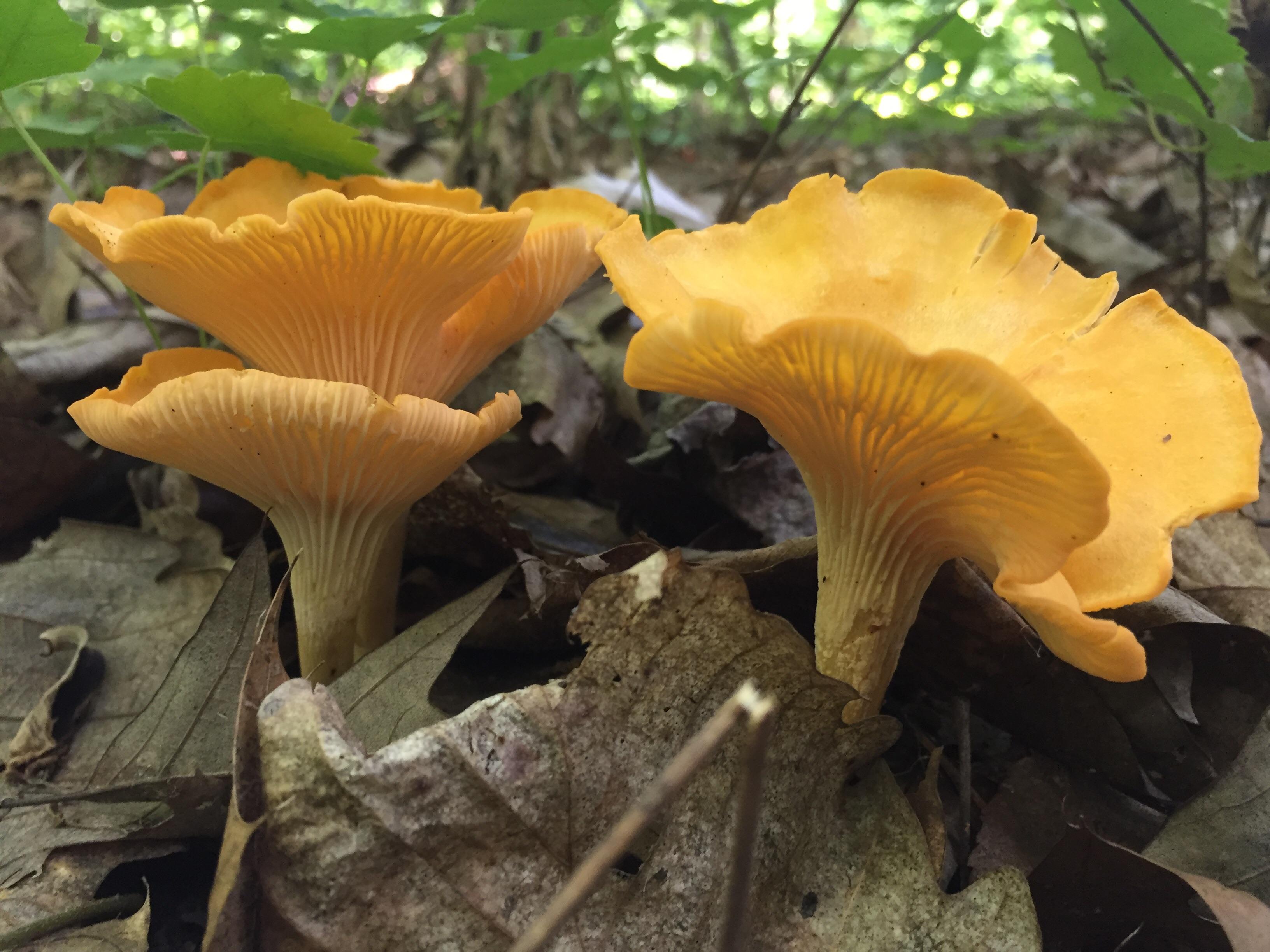 Chanterelle season in central VA! r/mycology