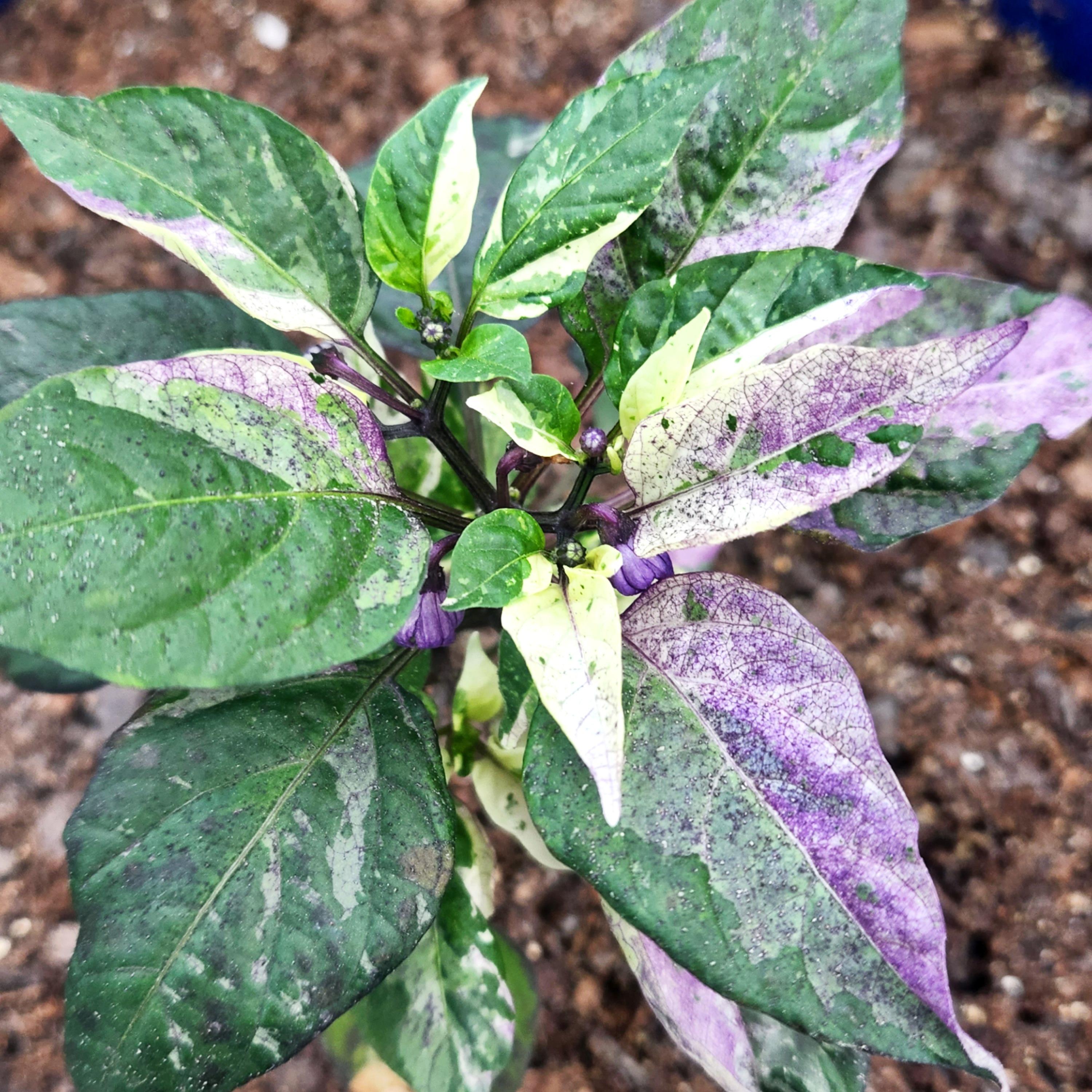 A young Venezuelan Purple Variegated pepper plant r/PepperLovers