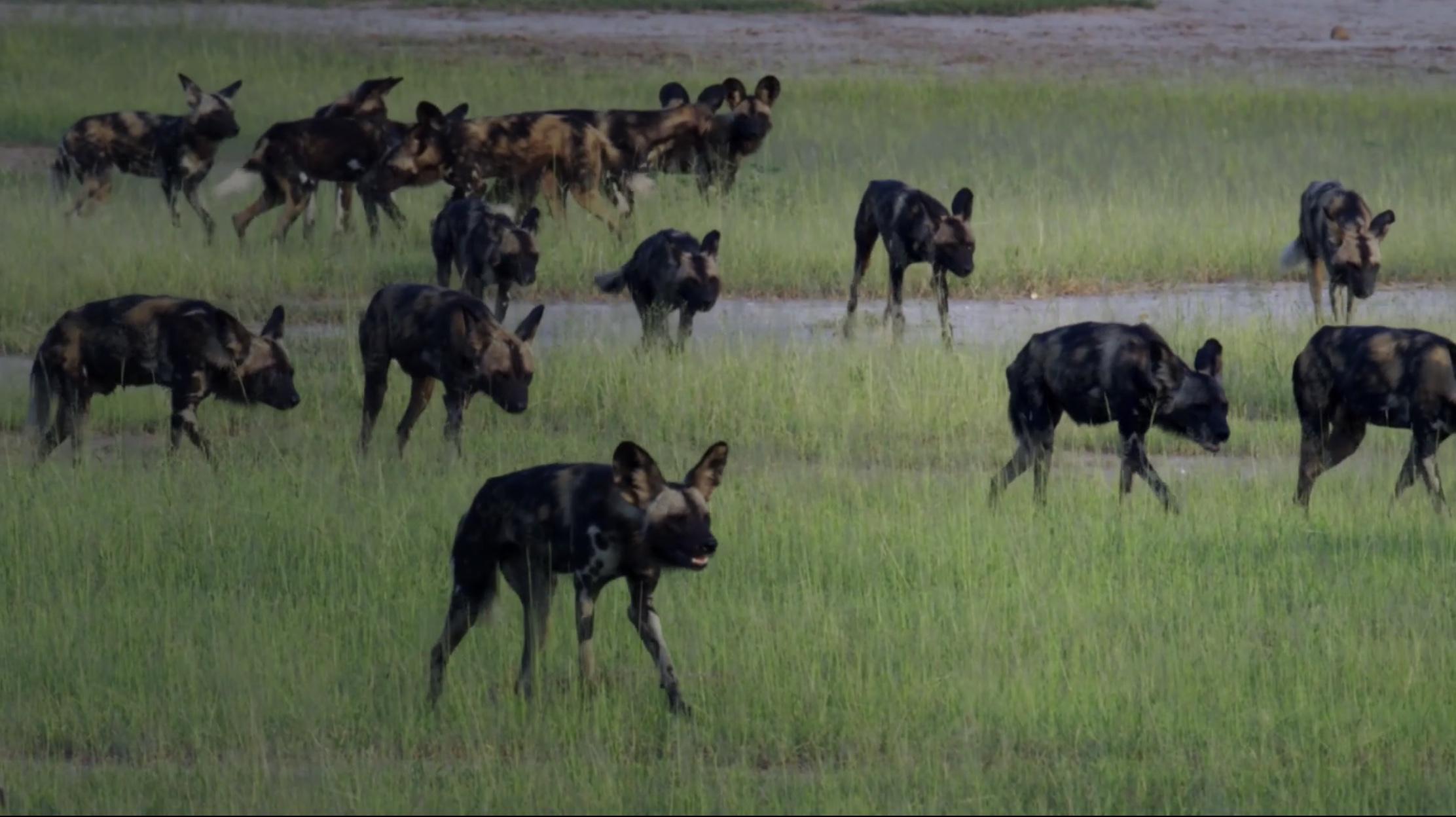 The largest painted wolf pack that was studied for an extensive period