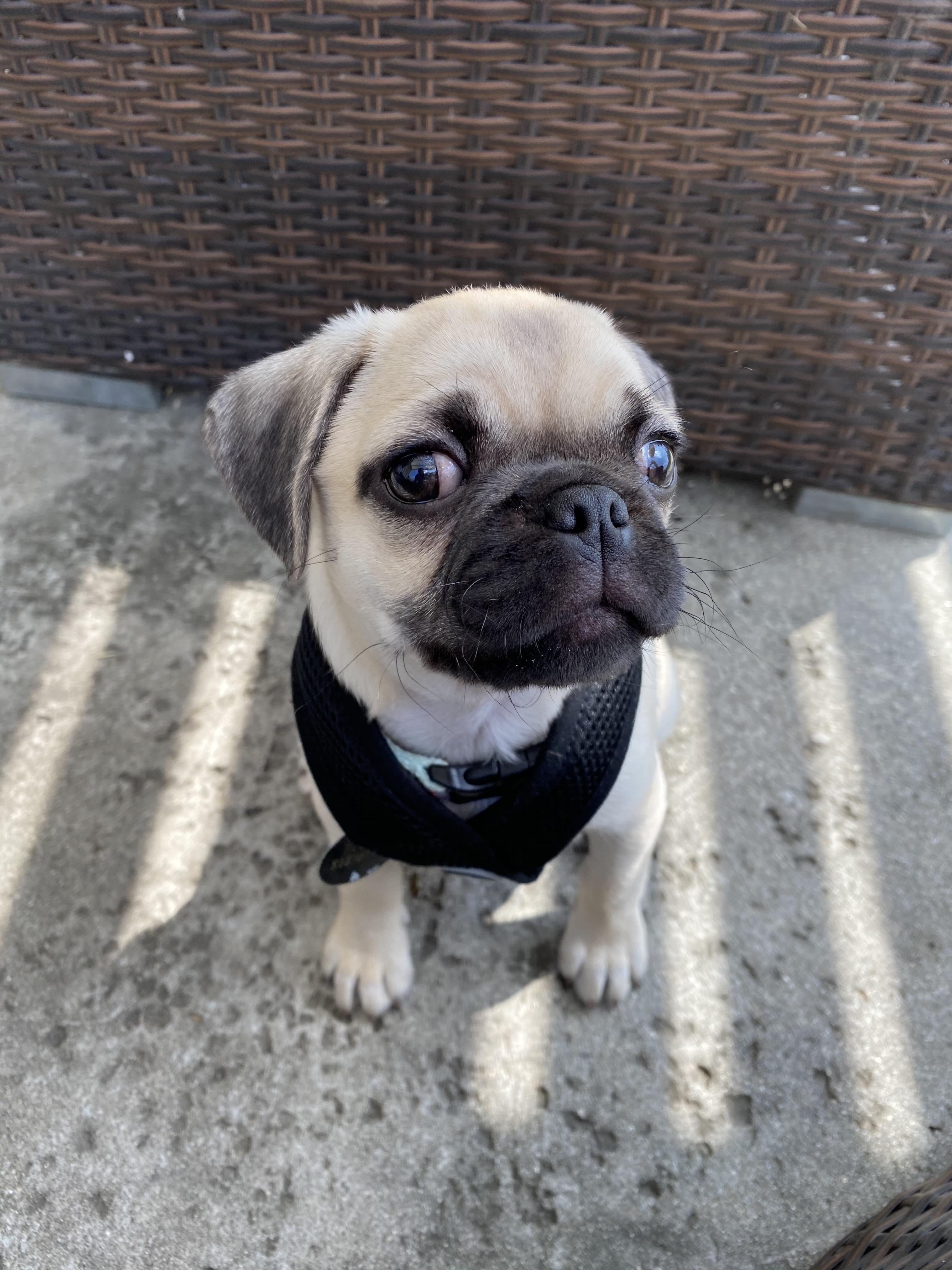 Hi guys!! This is buster! My pride and joy. I’ve been wanting to get a