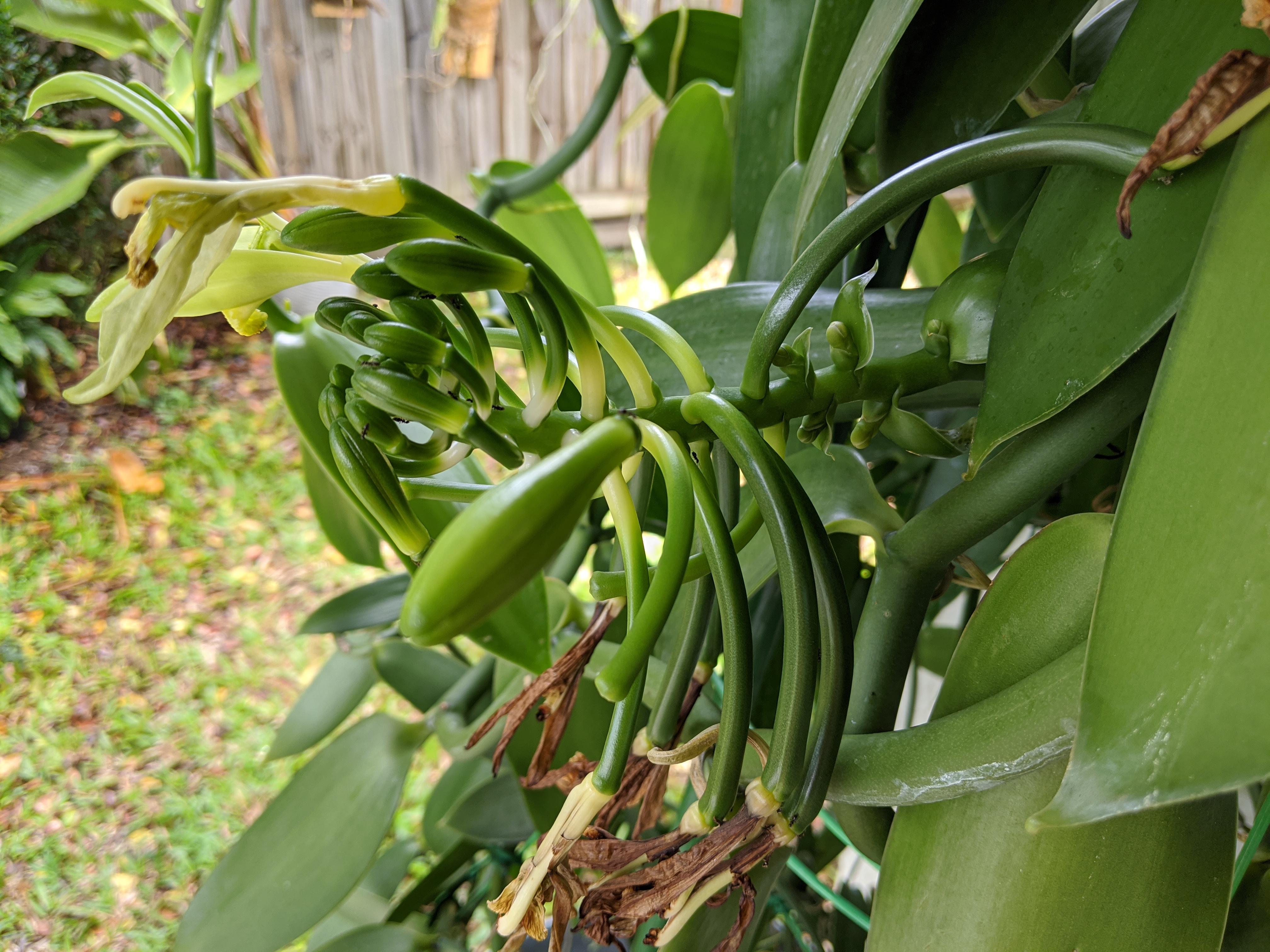 Update on our blooming vanilla, I think we've got beans! r/orchids