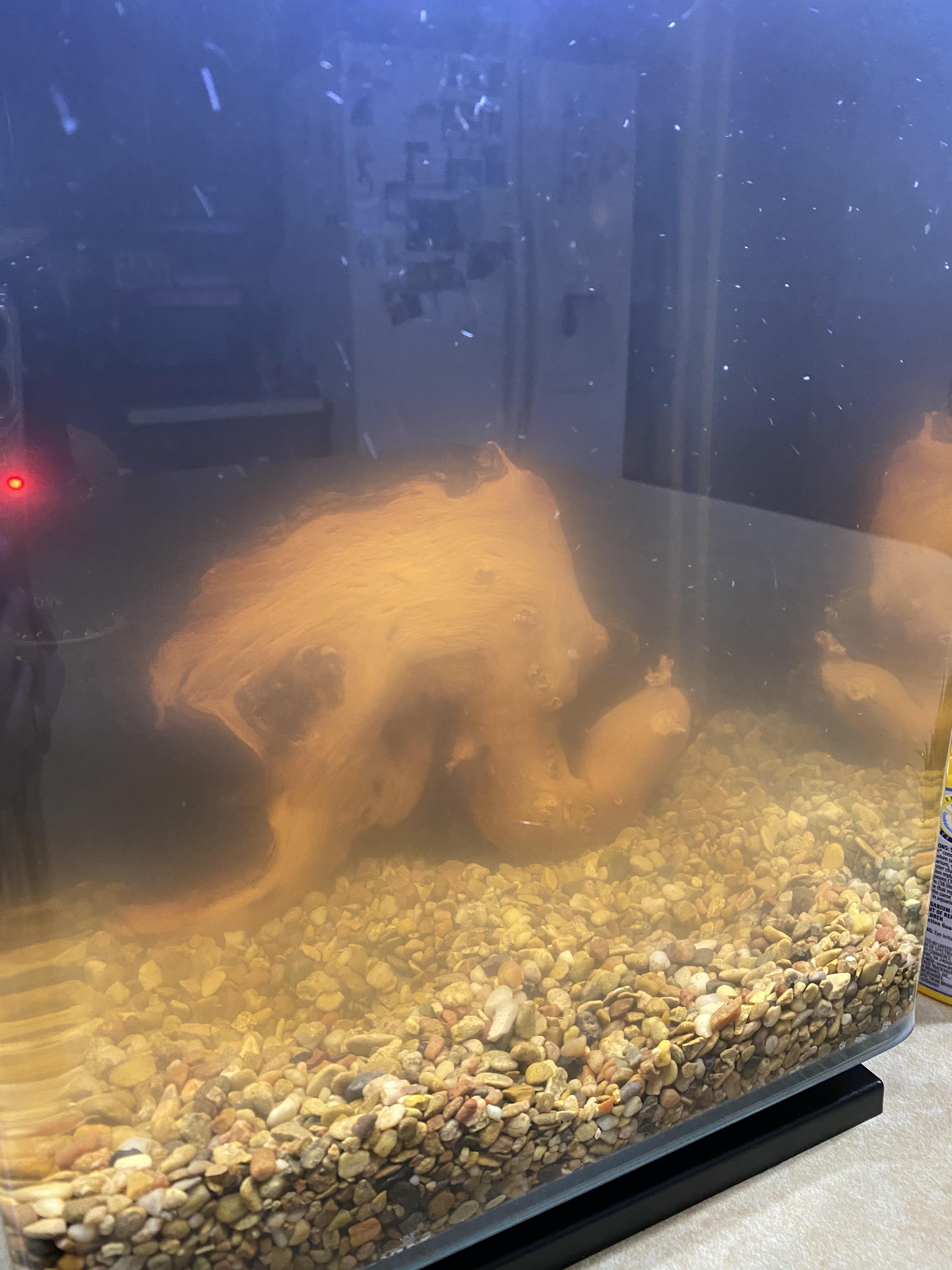 Cloudy tank? Cycling or tannins? (No fish yet) r/Aquariums
