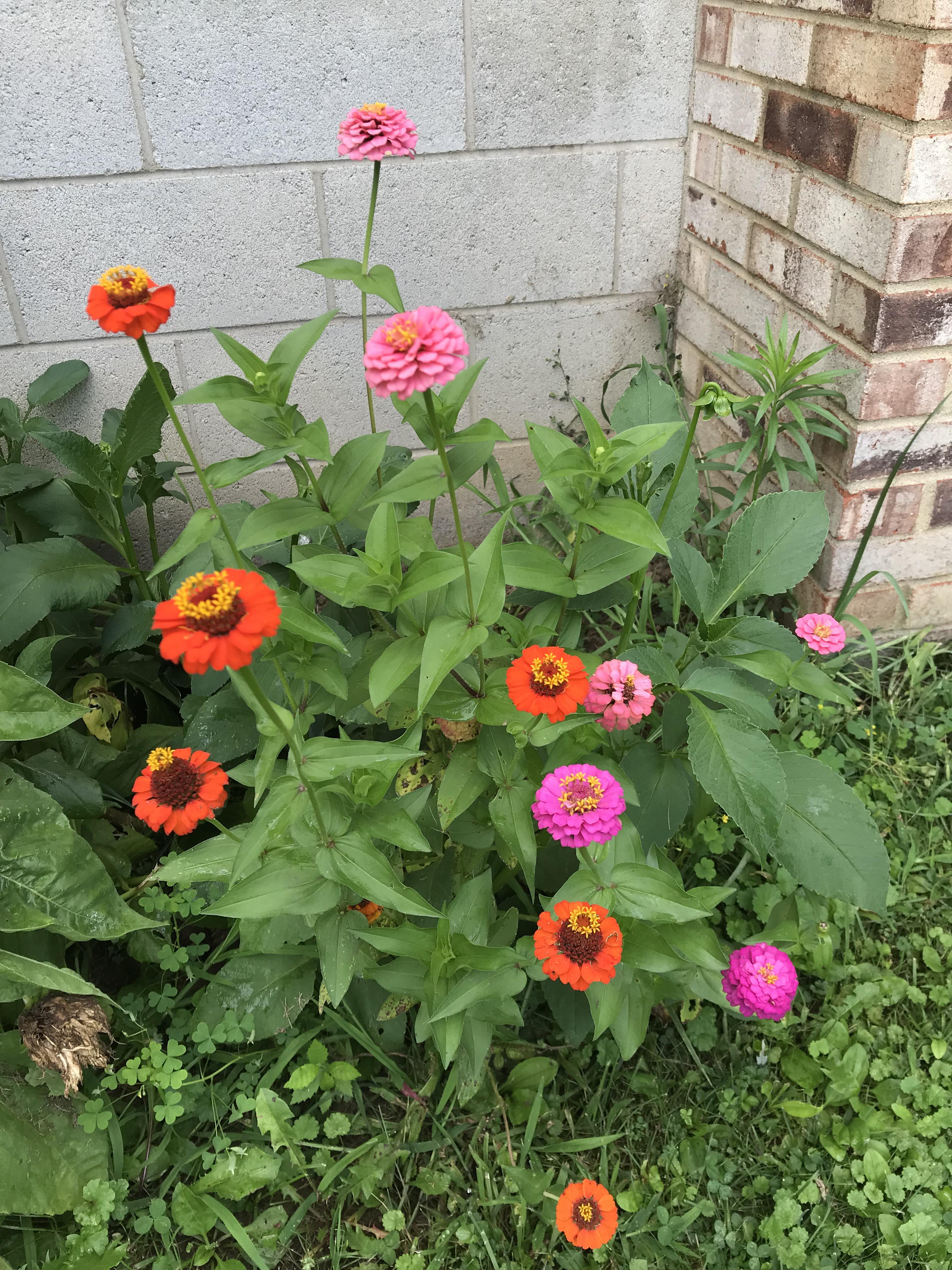 First year I put zinnias in, I’m in love! r/gardening