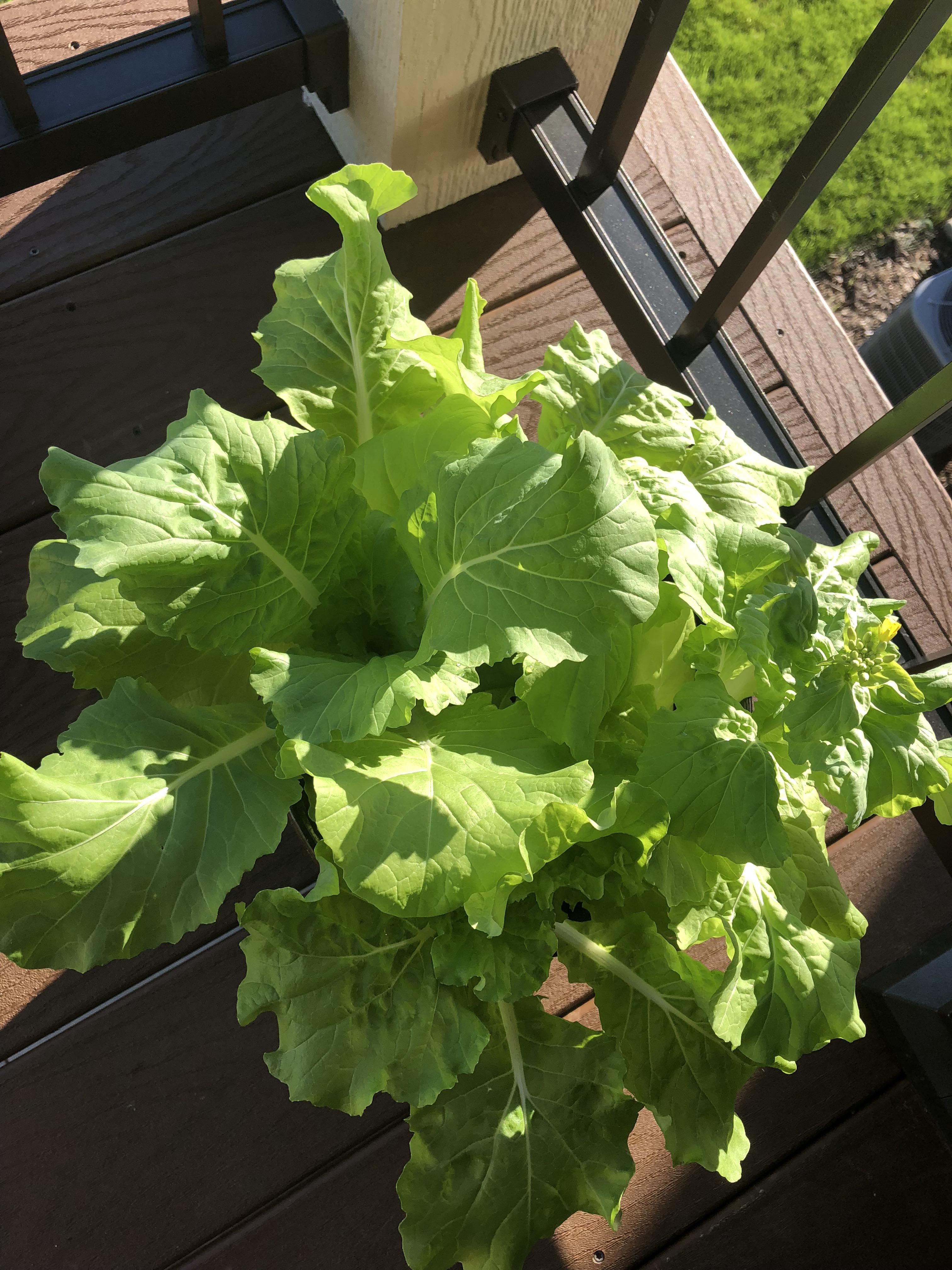 Is It Bad That the Lettuce Is Flowering?? Need Help! r/gardening