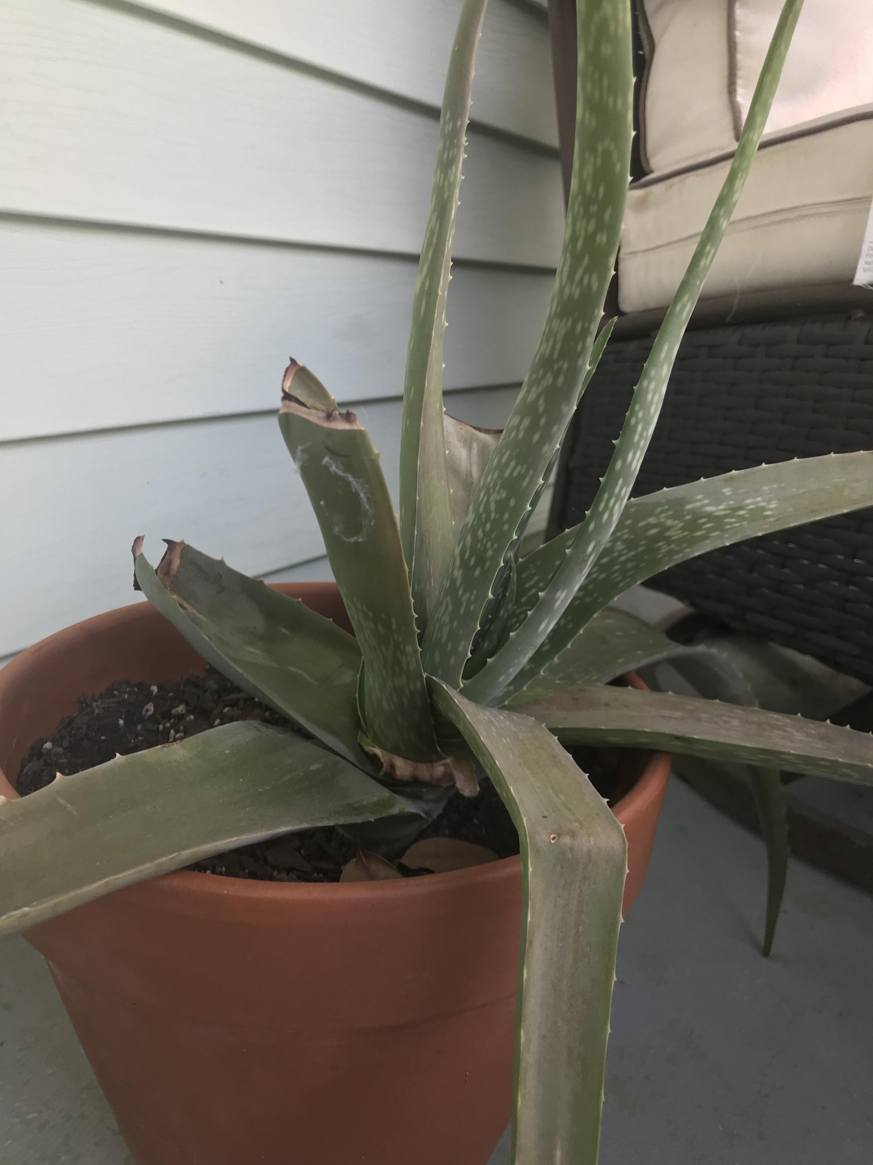 Aloe is molding? r/plantclinic